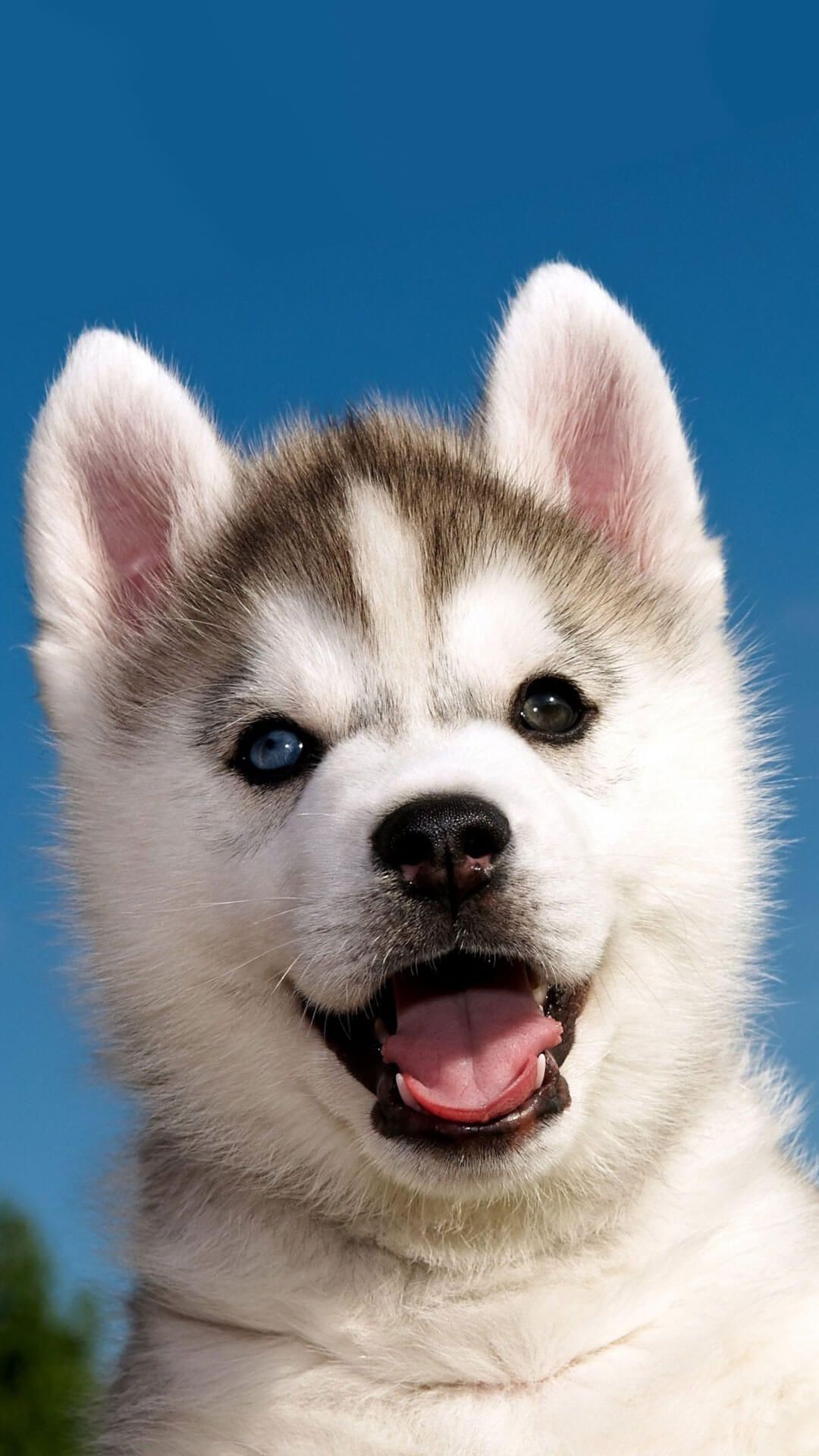 Cute Husky Puppies Wallpapers