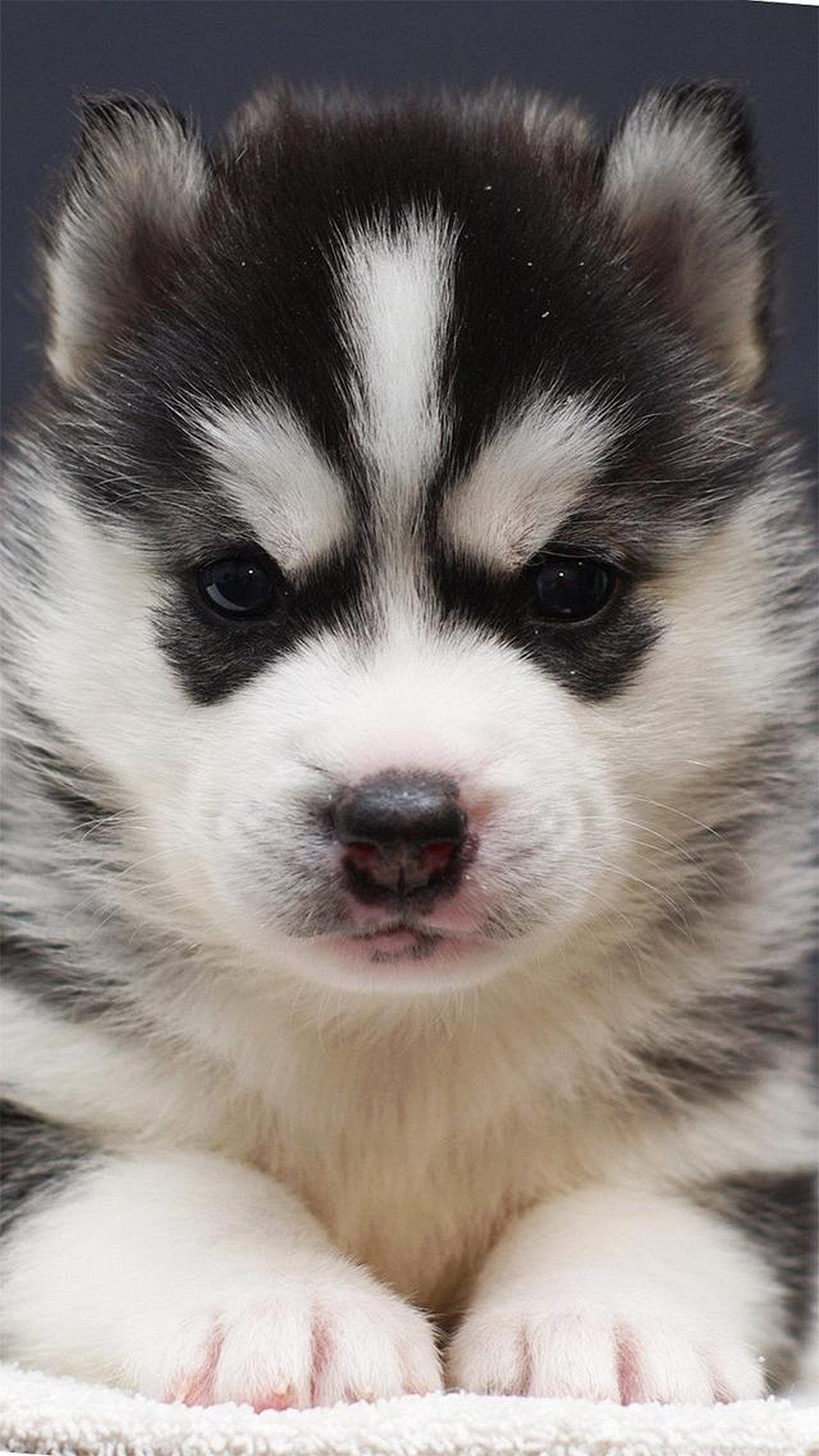 Cute Husky Puppies Wallpapers