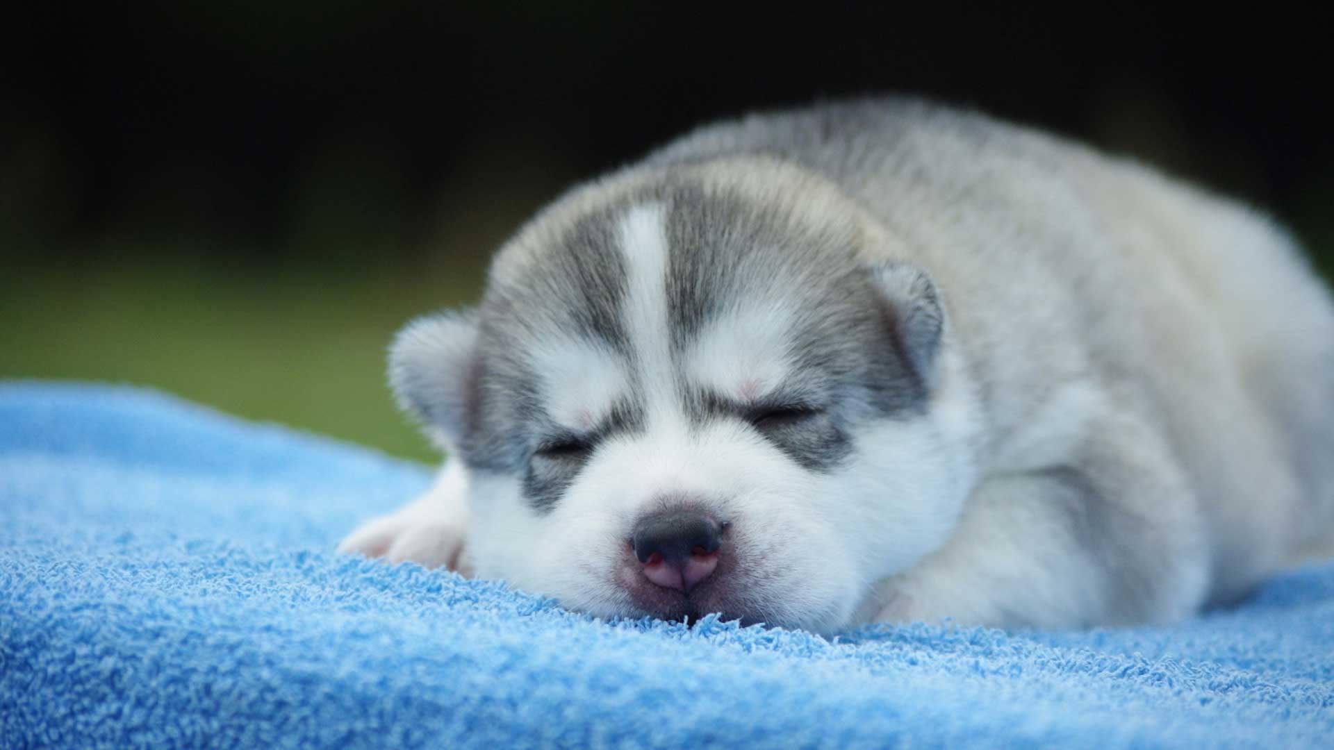 Cute Husky Puppies Wallpapers