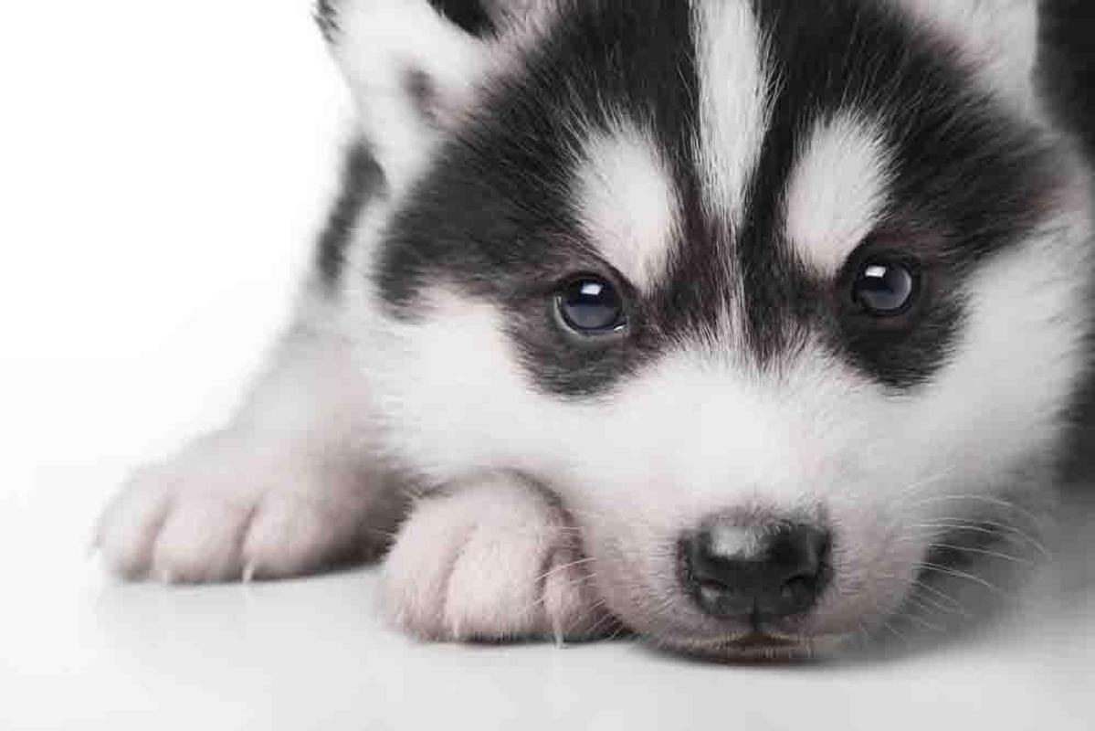 Cute Husky Puppies Wallpapers