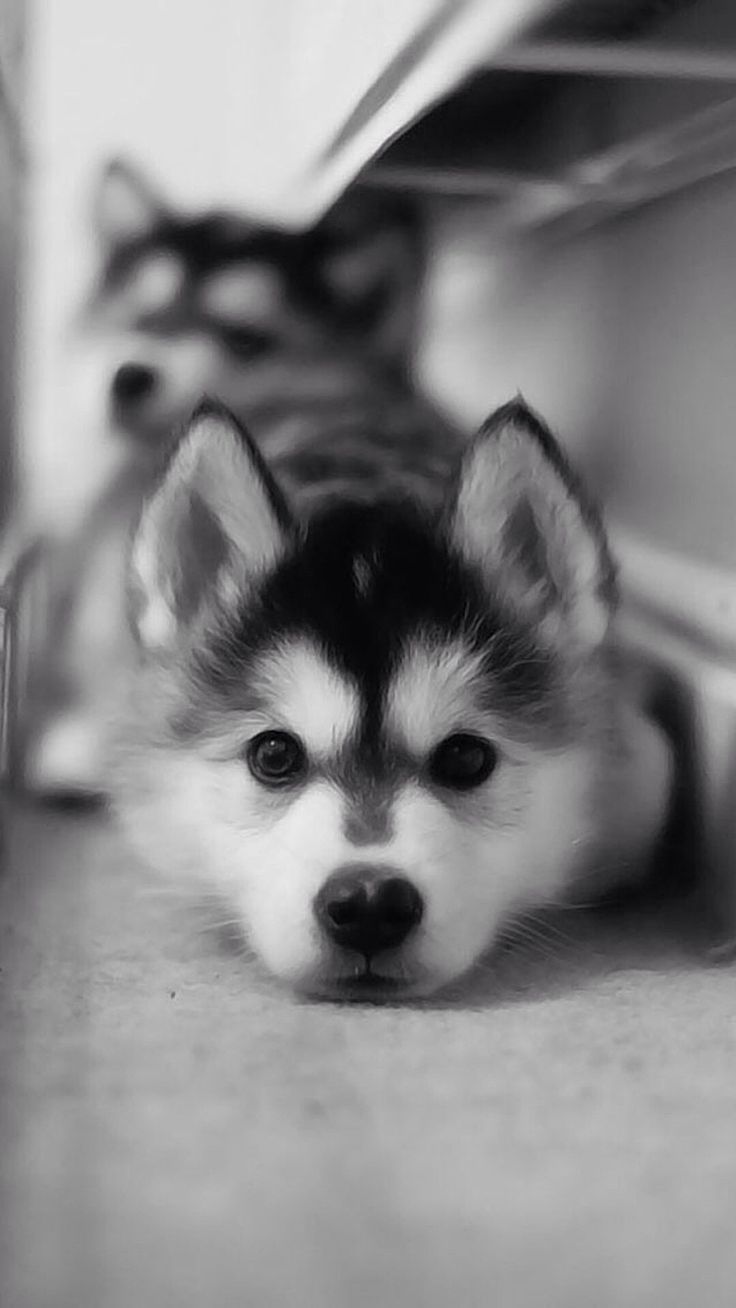 Cute Husky Puppies Wallpapers