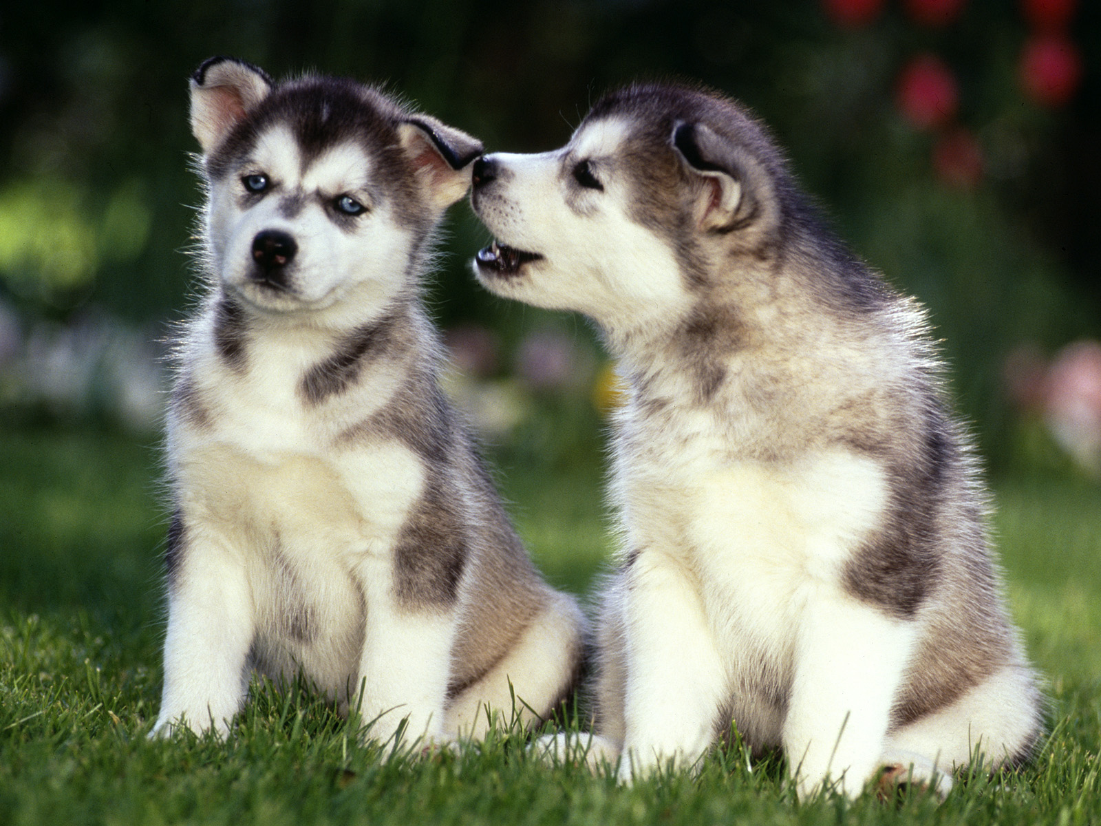 Cute Husky Puppies Wallpapers