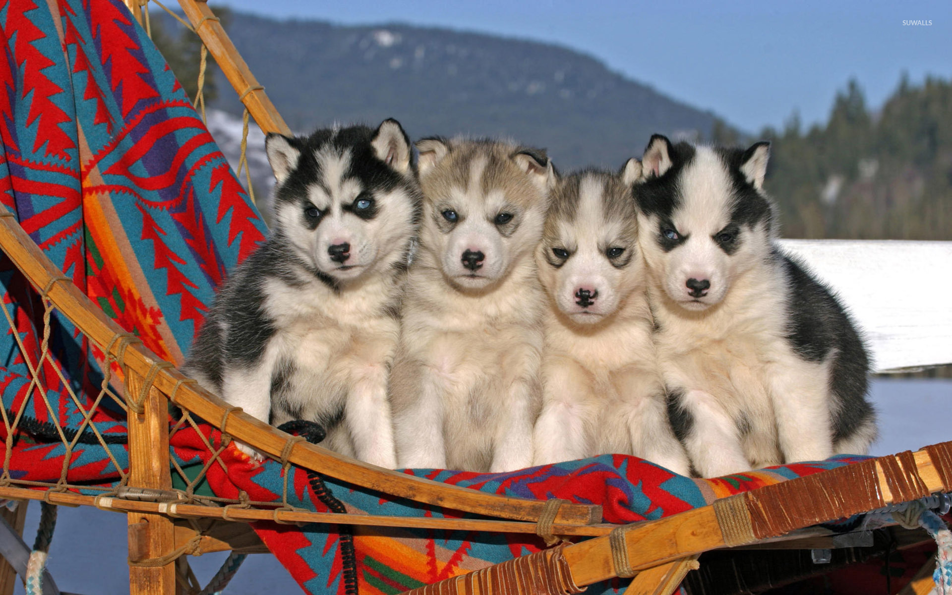 Cute Husky Puppies Wallpapers