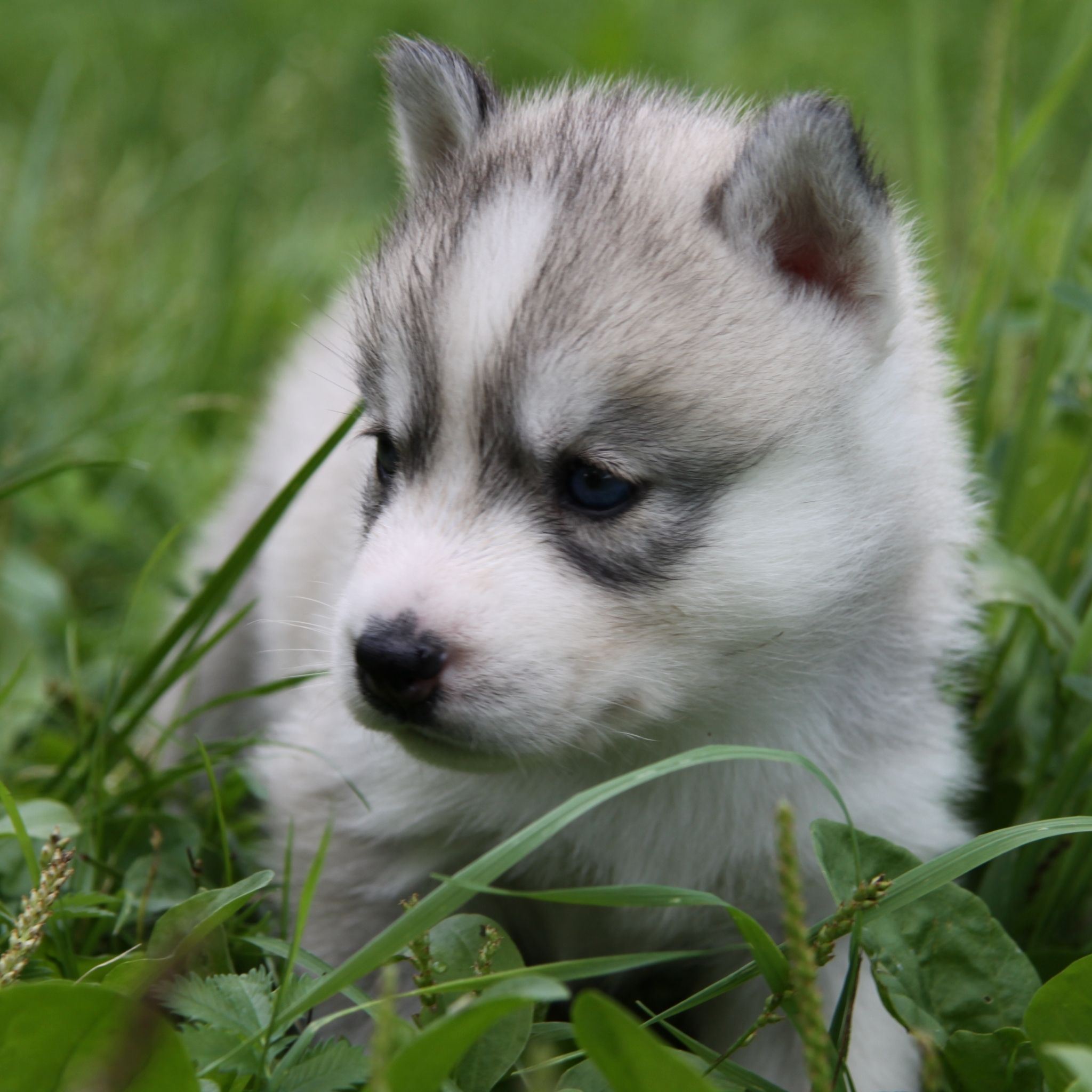 Cute Husky Puppies Wallpapers