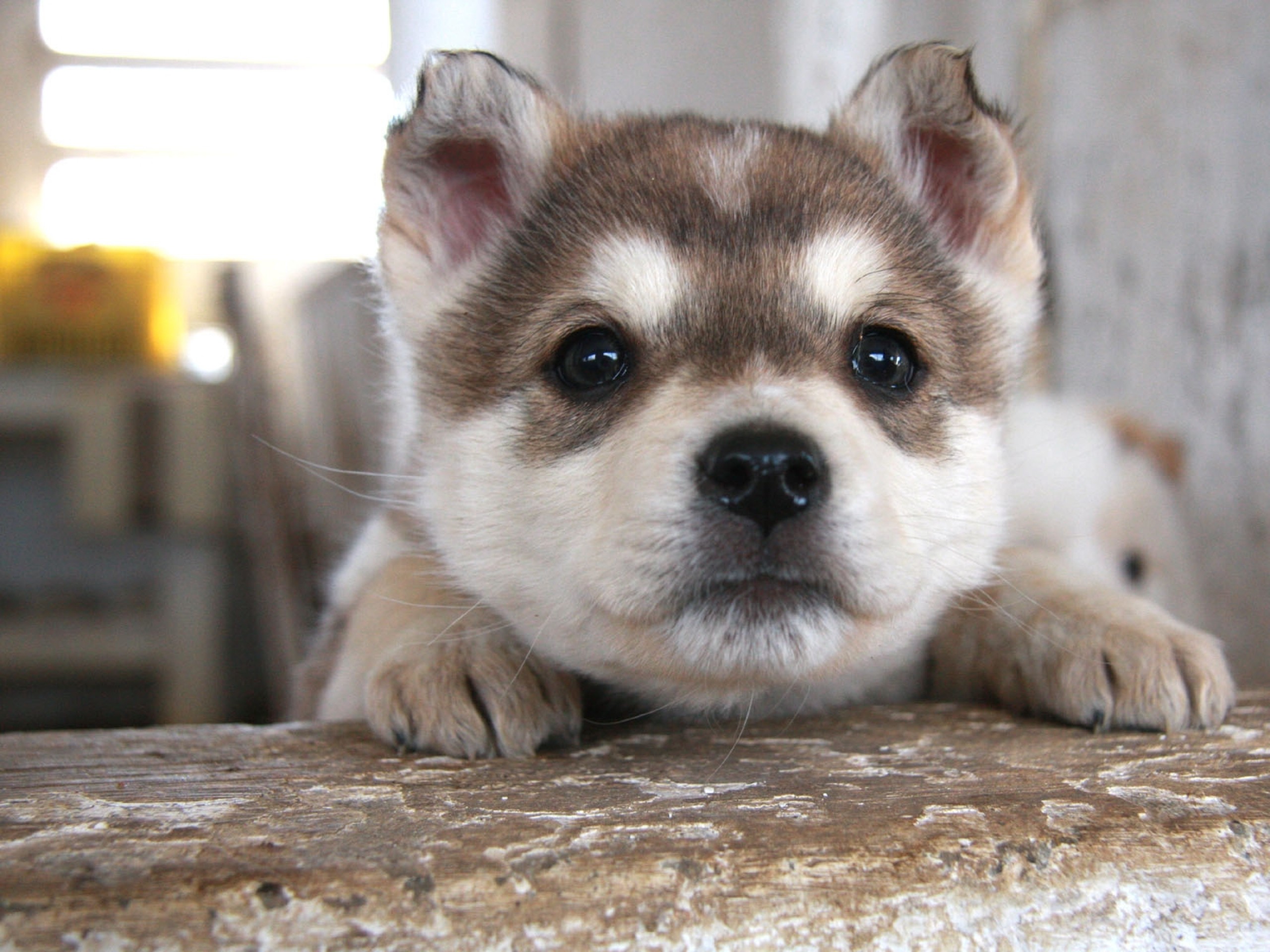 Cute Husky Puppies Wallpapers