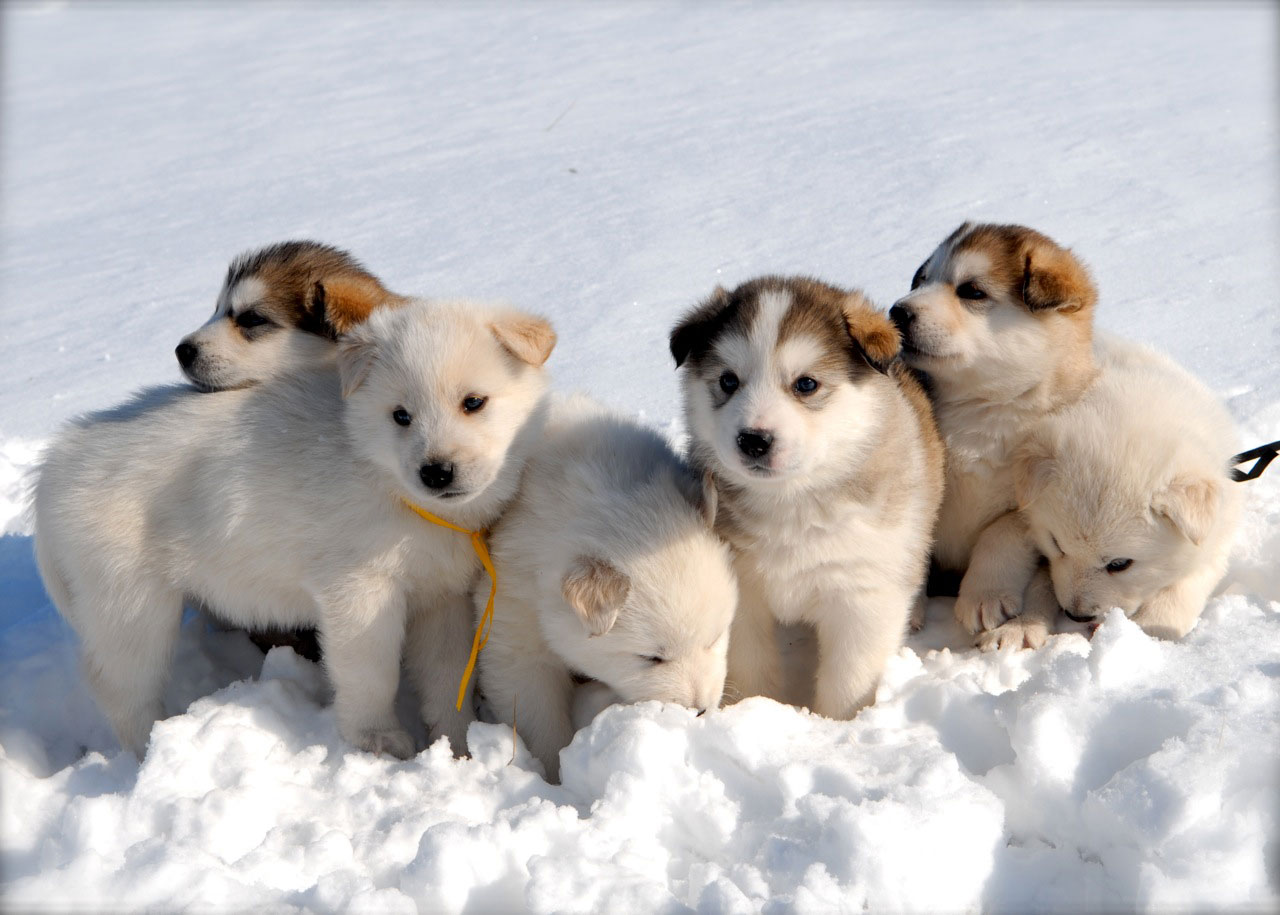 Cute Husky Puppies Wallpapers