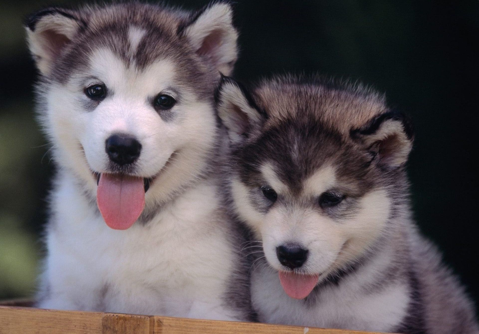 Cute Husky Wallpapers