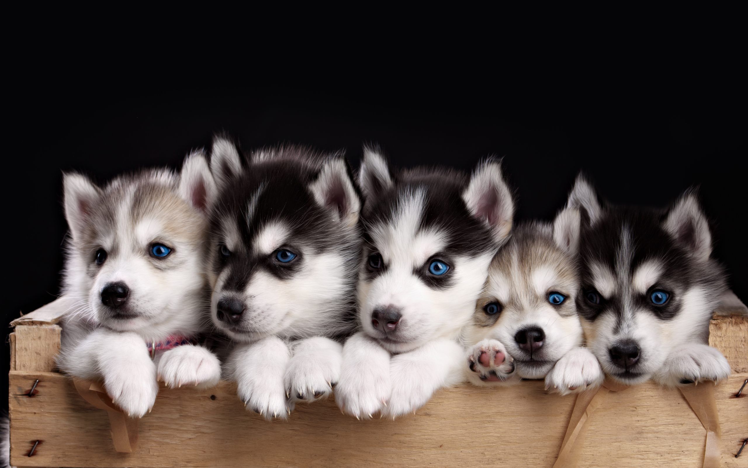 Cute Husky Wallpapers