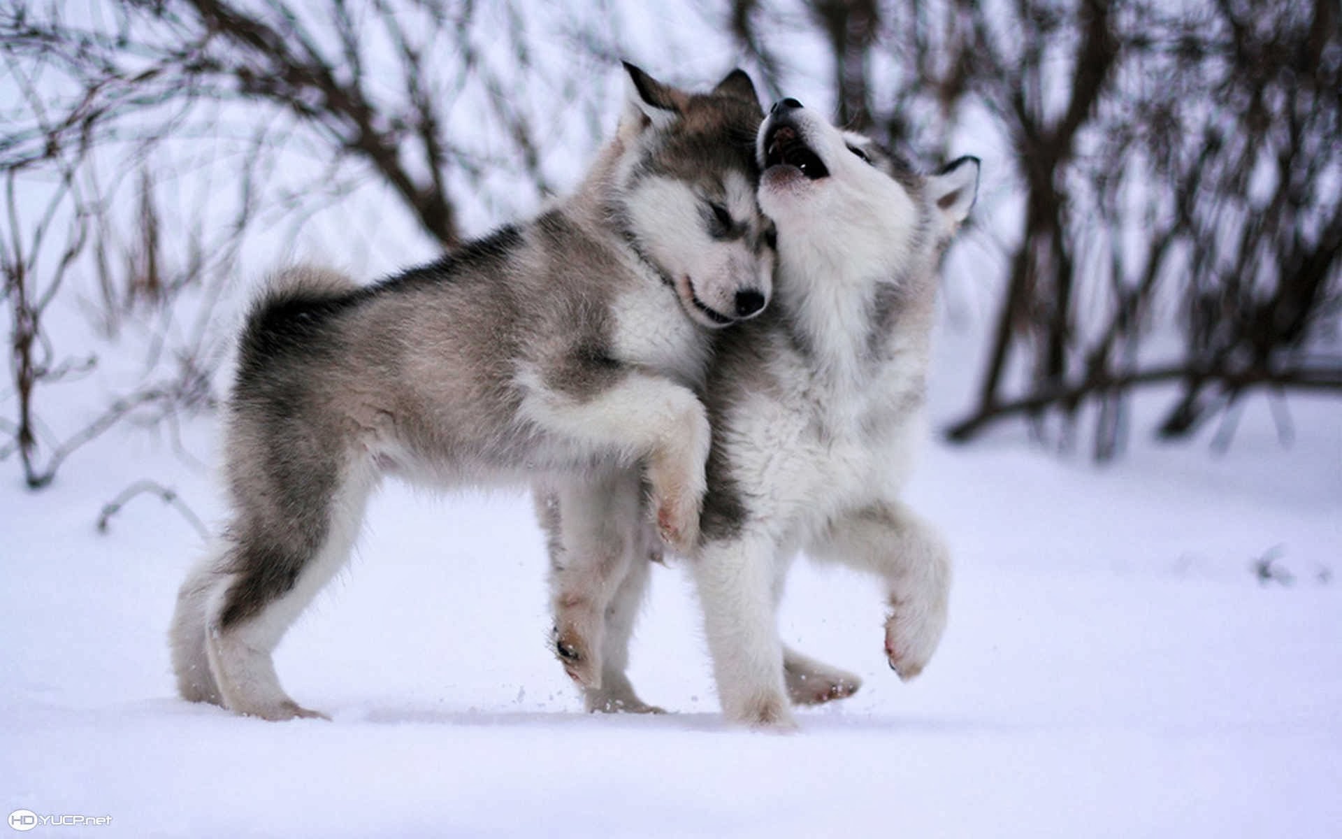 Cute Husky Wallpapers