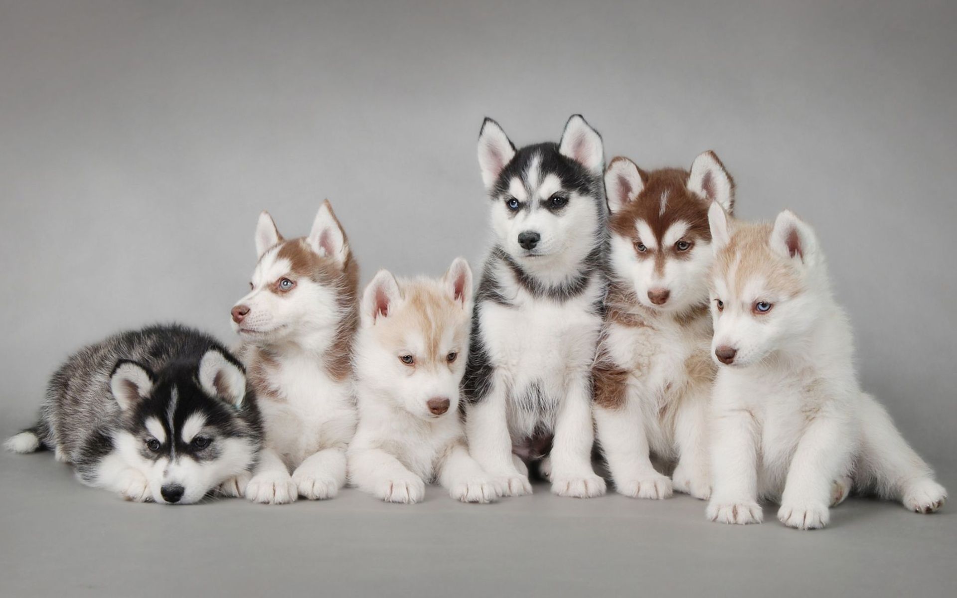 Cute Husky Wallpapers