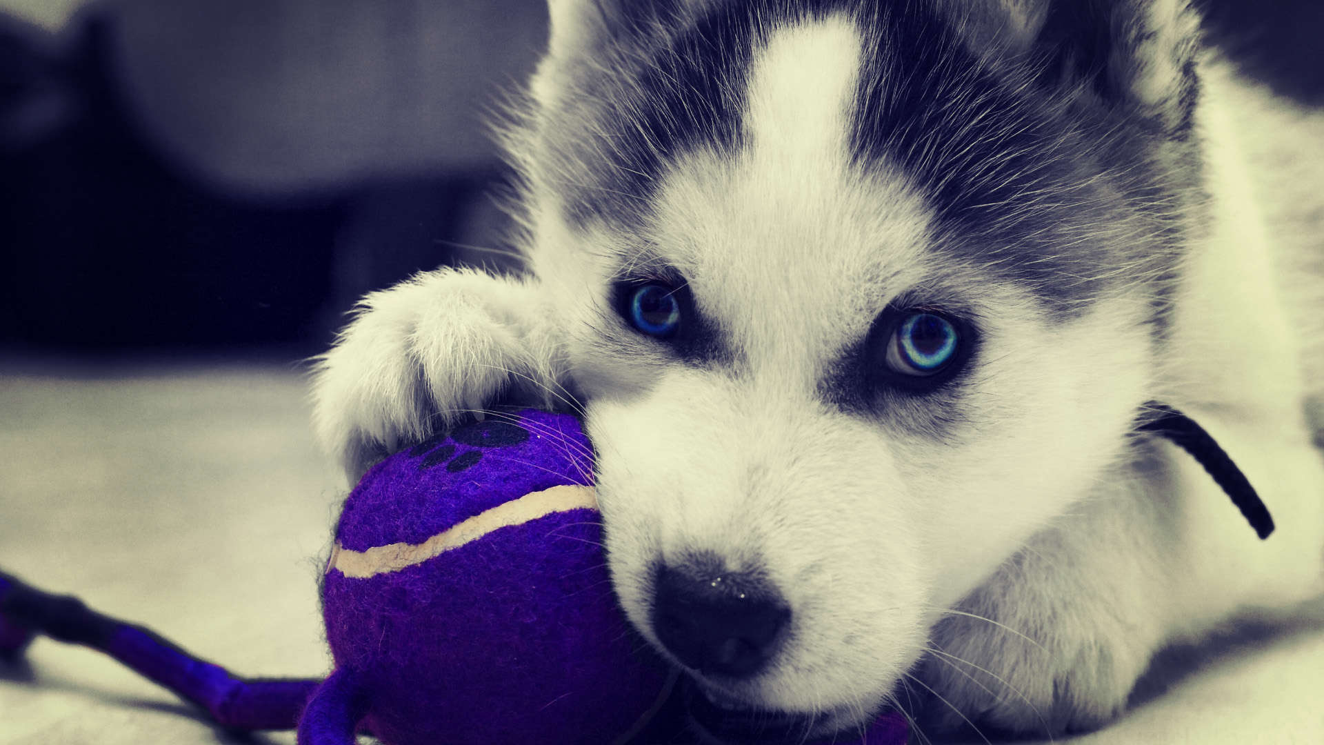 Cute Husky Wallpapers