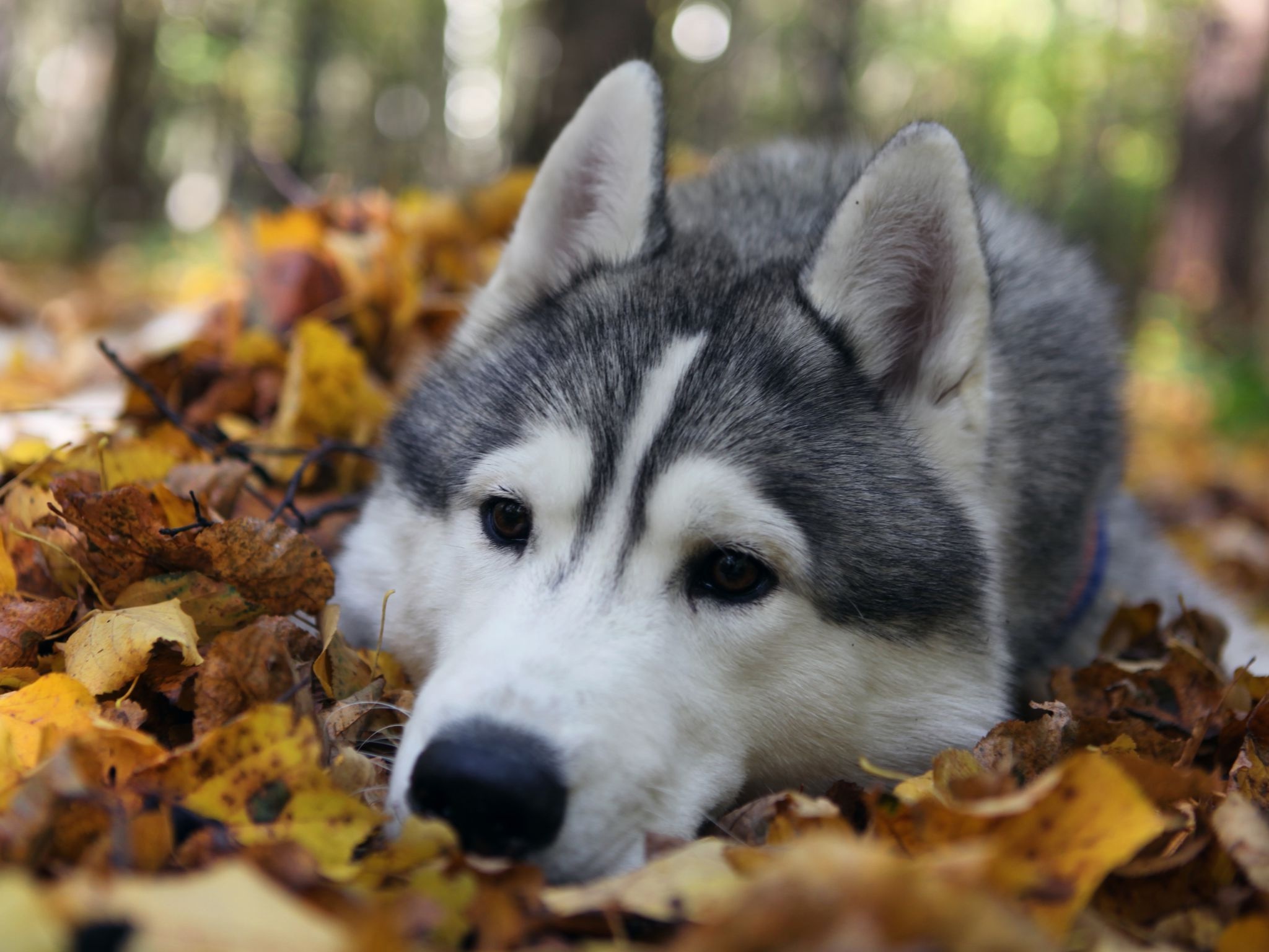 Cute Husky Wallpapers