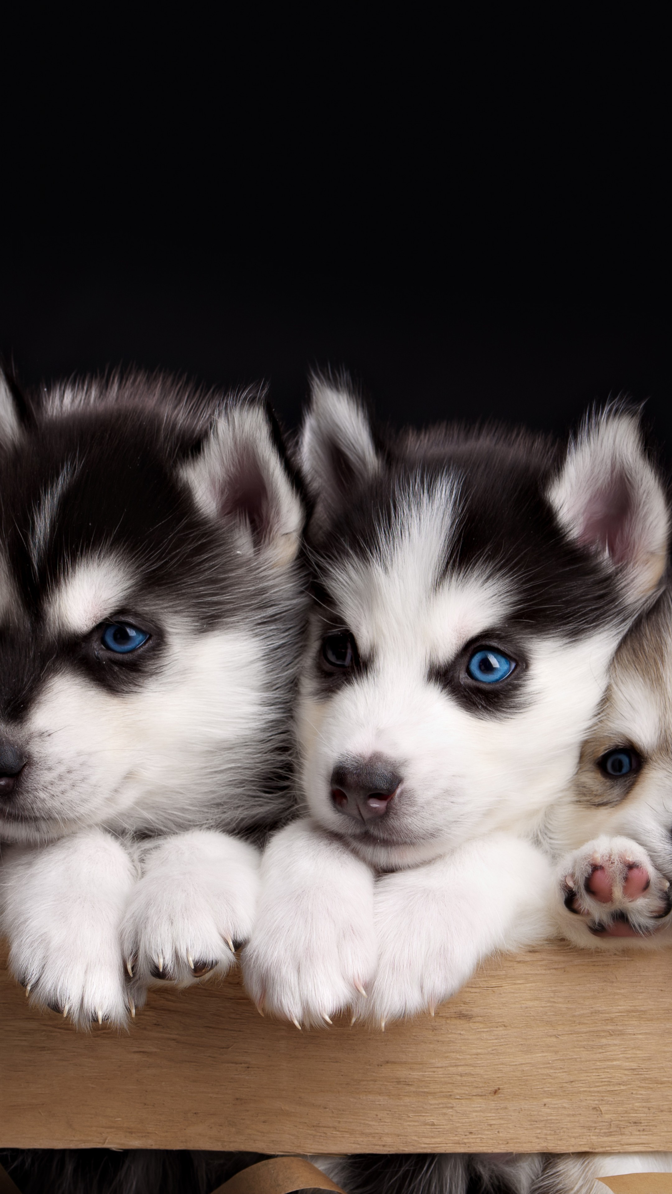 Cute Husky Wallpapers