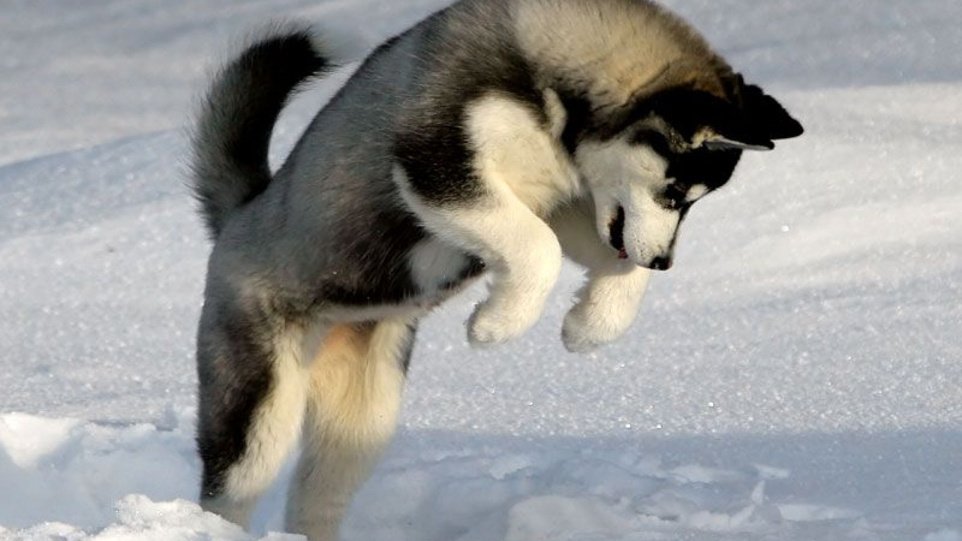 Cute Husky Wallpapers