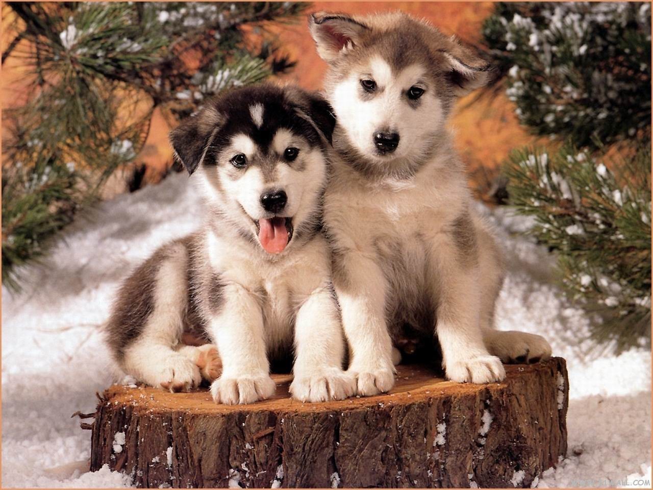 Cute Husky Wallpapers