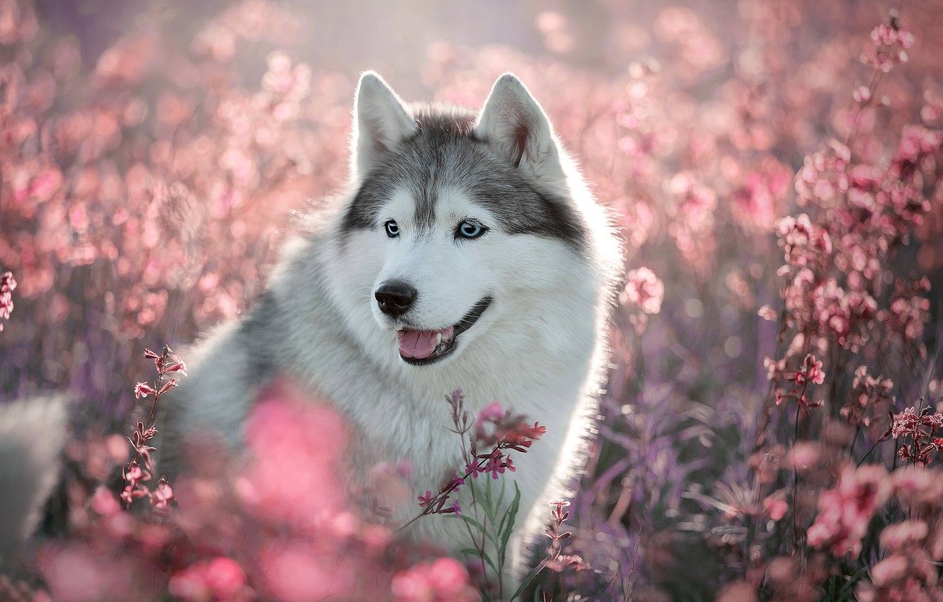 Cute Husky Wallpapers