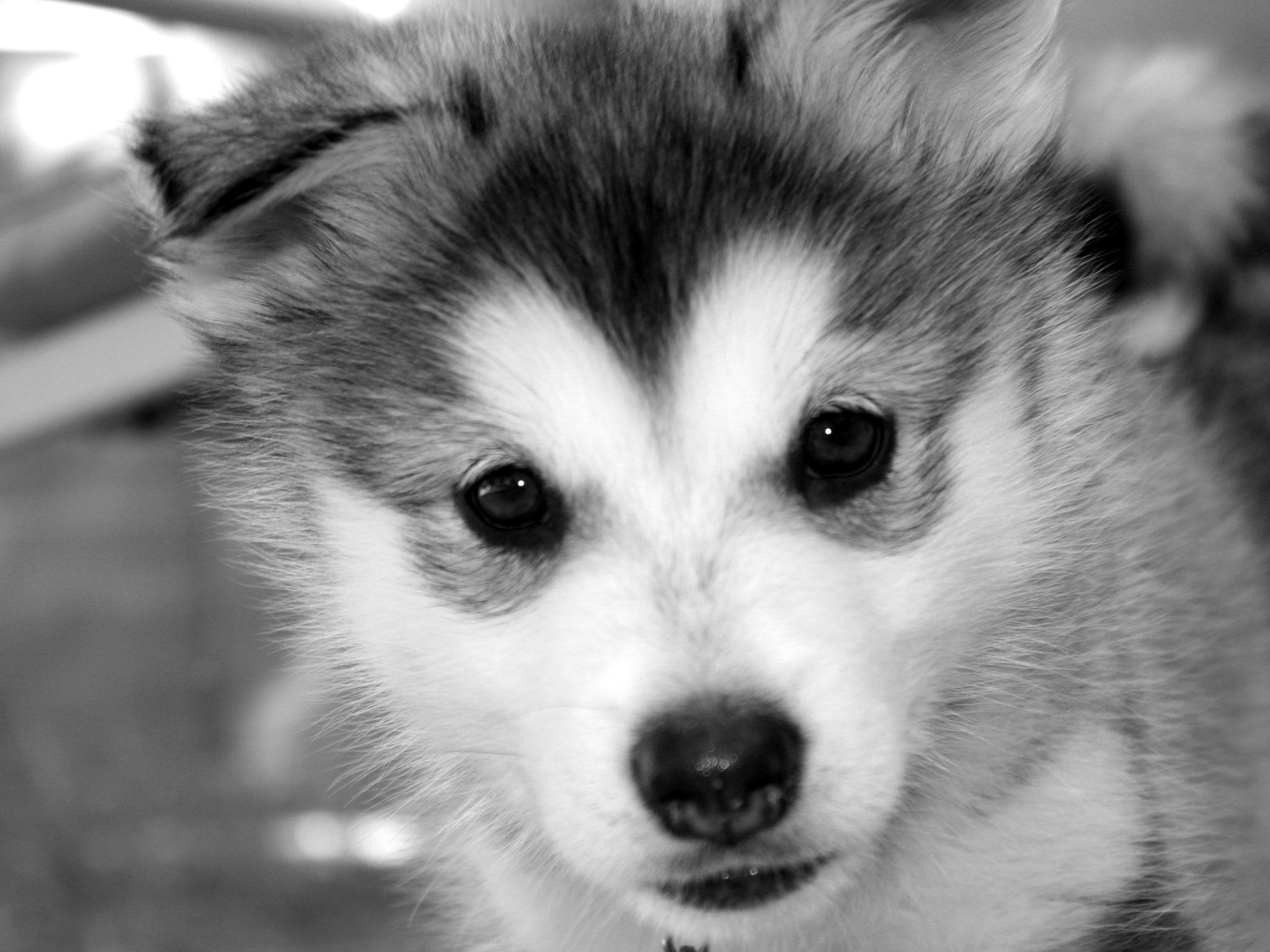 Cute Husky Wallpapers