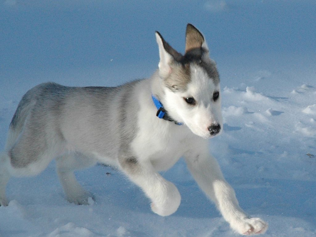 Cute Husky Wallpapers