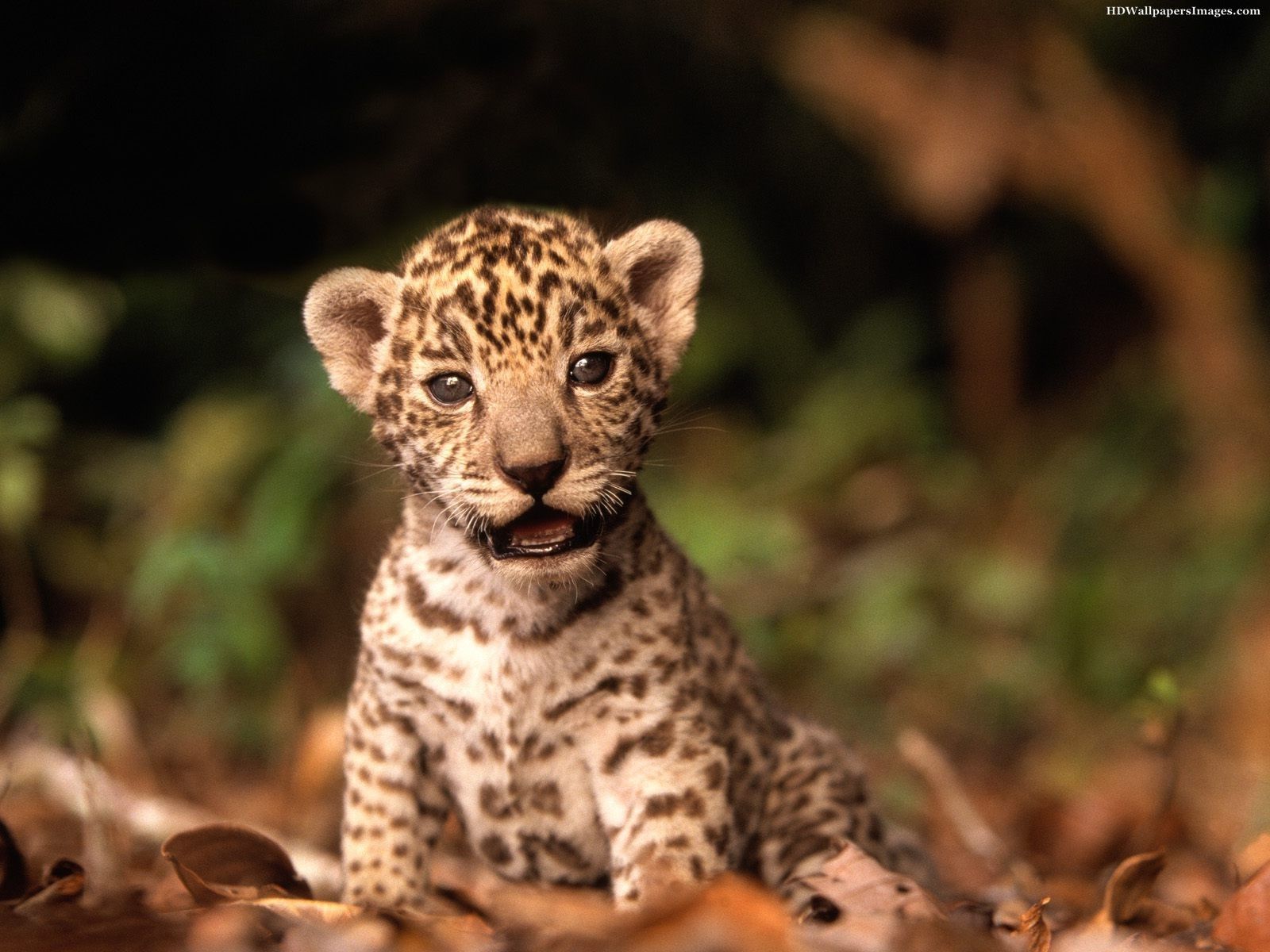 Cute Jaguar Wallpapers