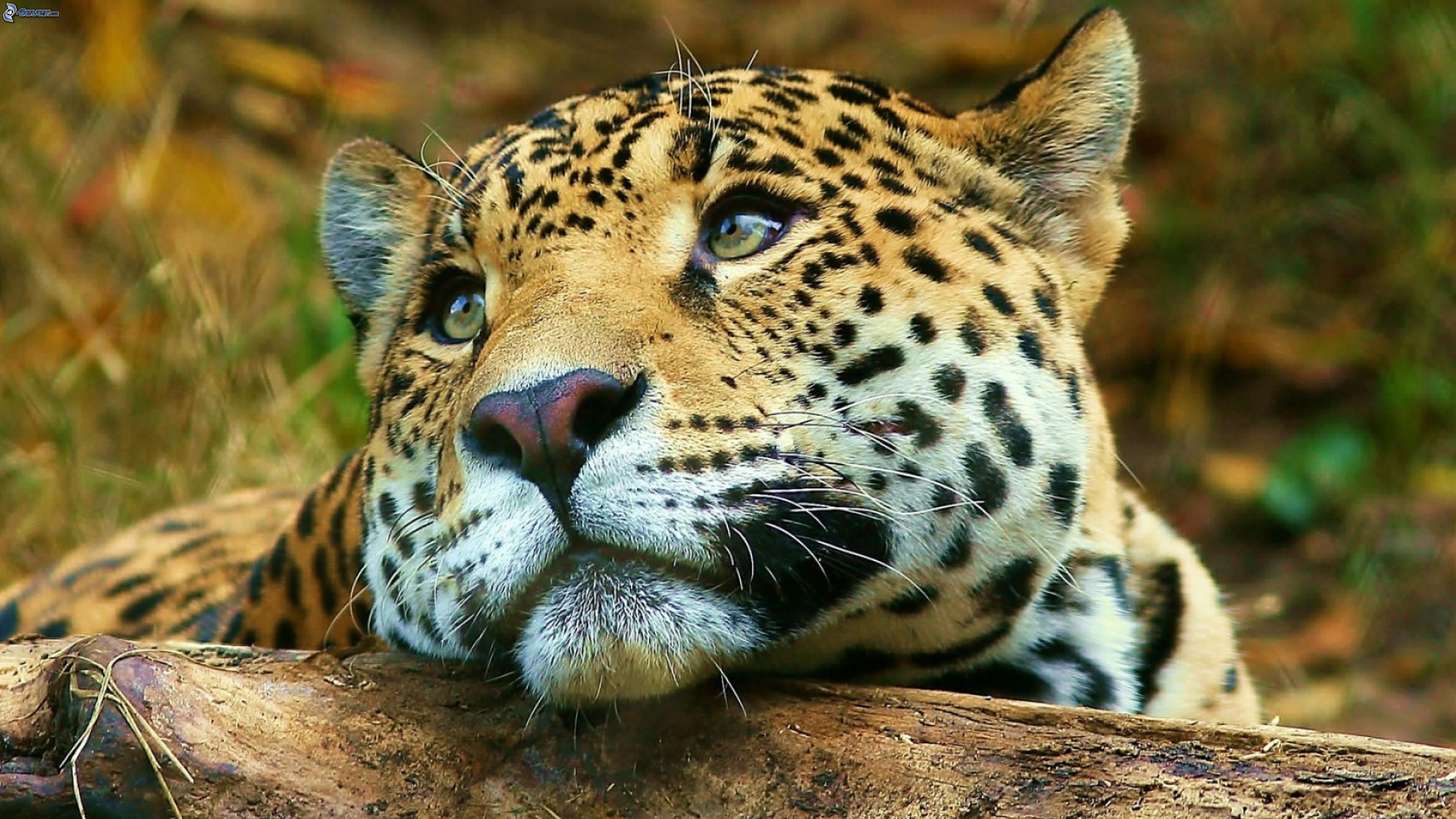 Cute Jaguar Wallpapers