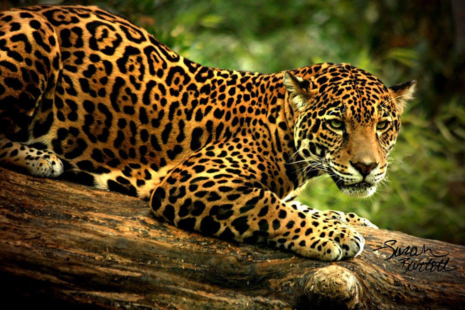 Cute Jaguar Wallpapers