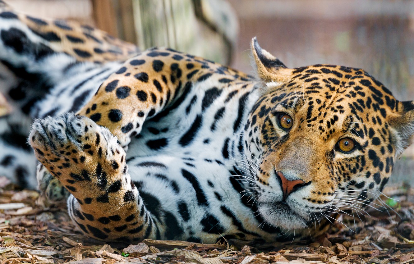 Cute Jaguar Wallpapers