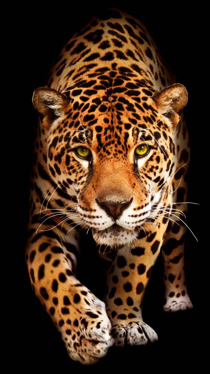 Cute Jaguar Wallpapers