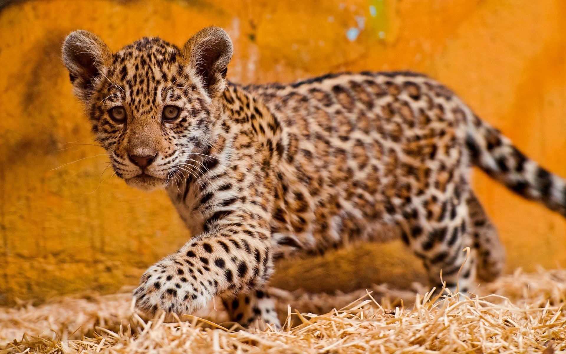 Cute Jaguar Wallpapers