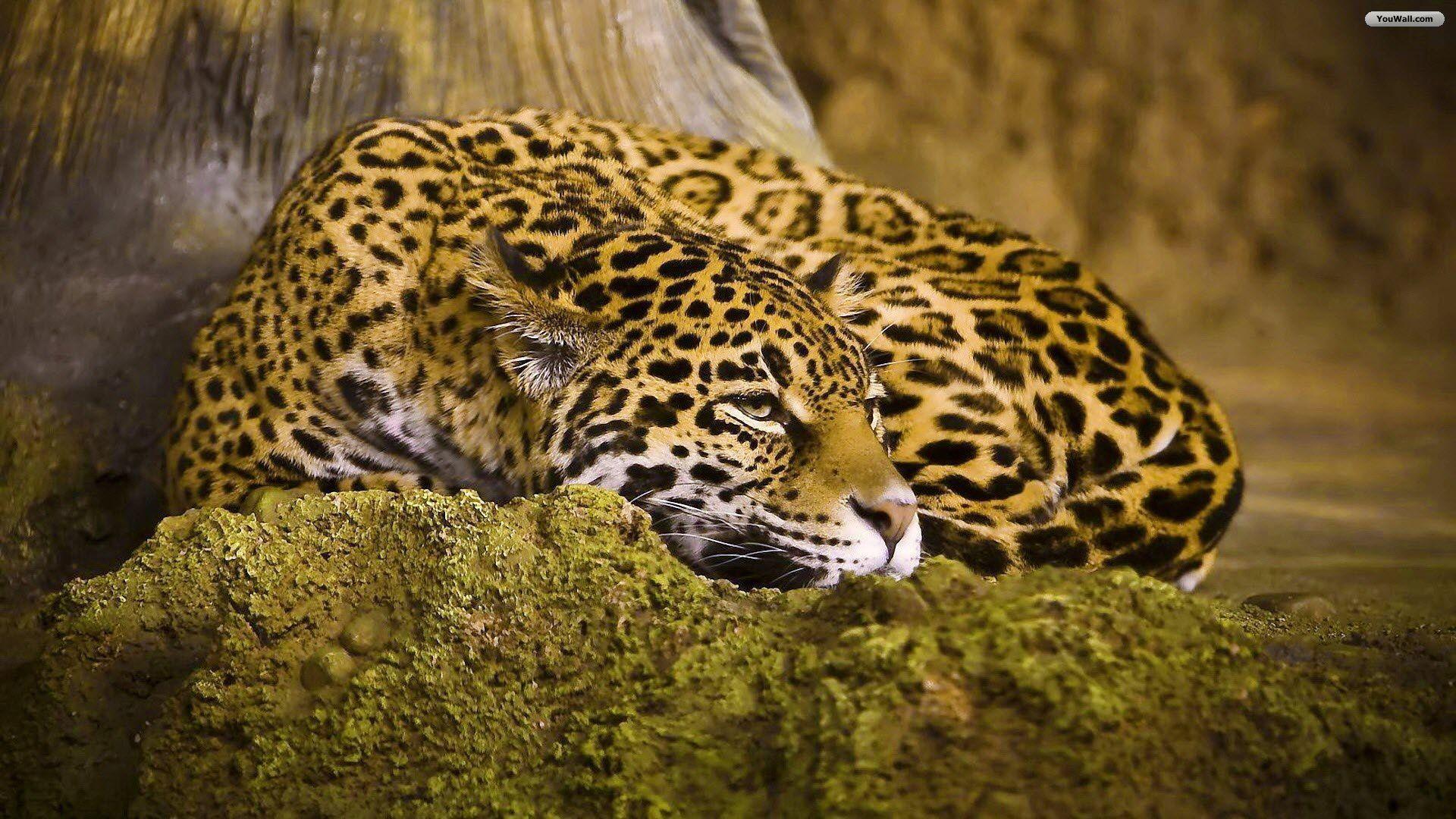 Cute Jaguar Wallpapers