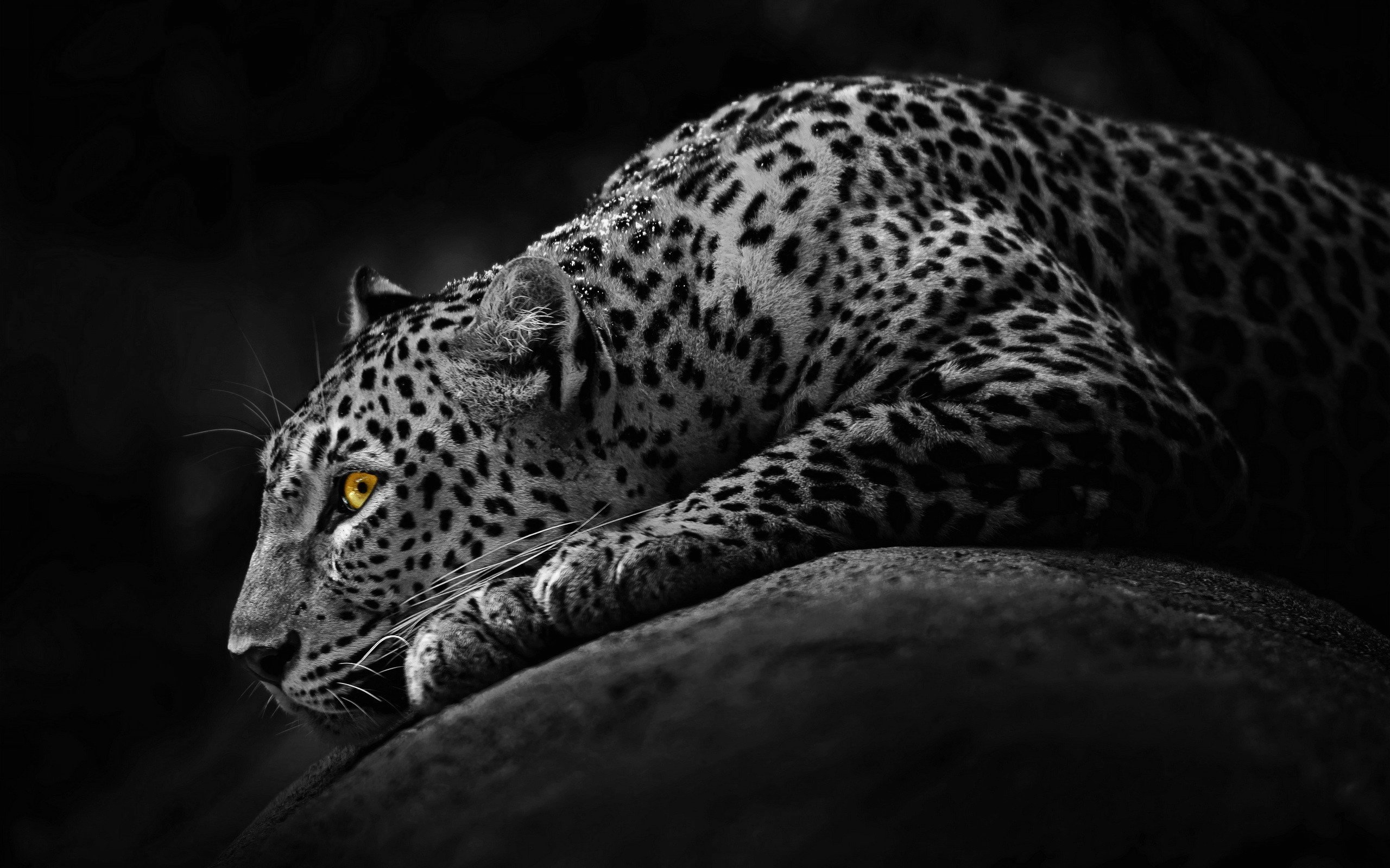 Cute Jaguar Wallpapers