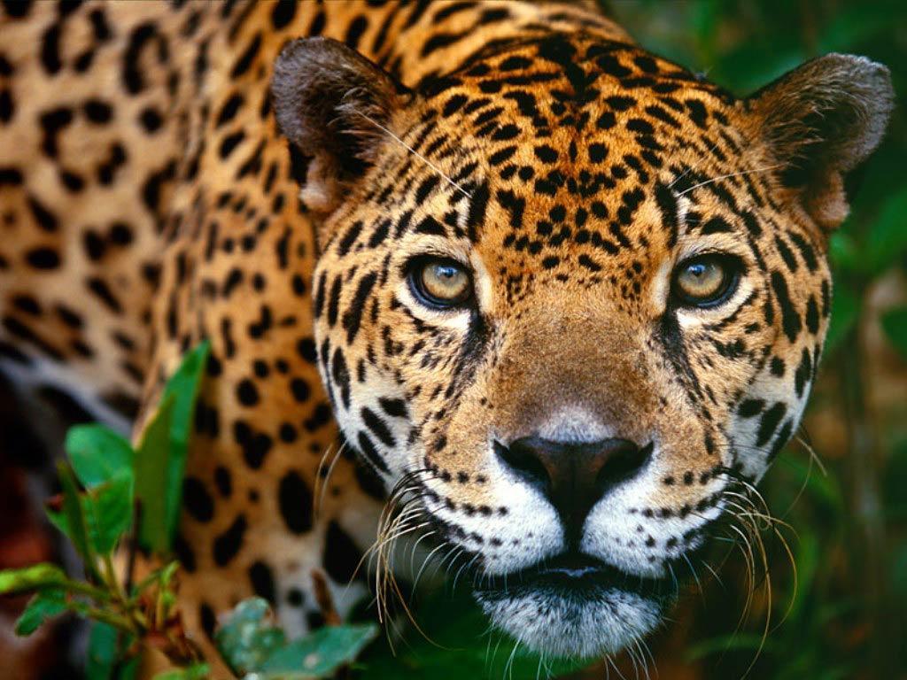 Cute Jaguar Wallpapers