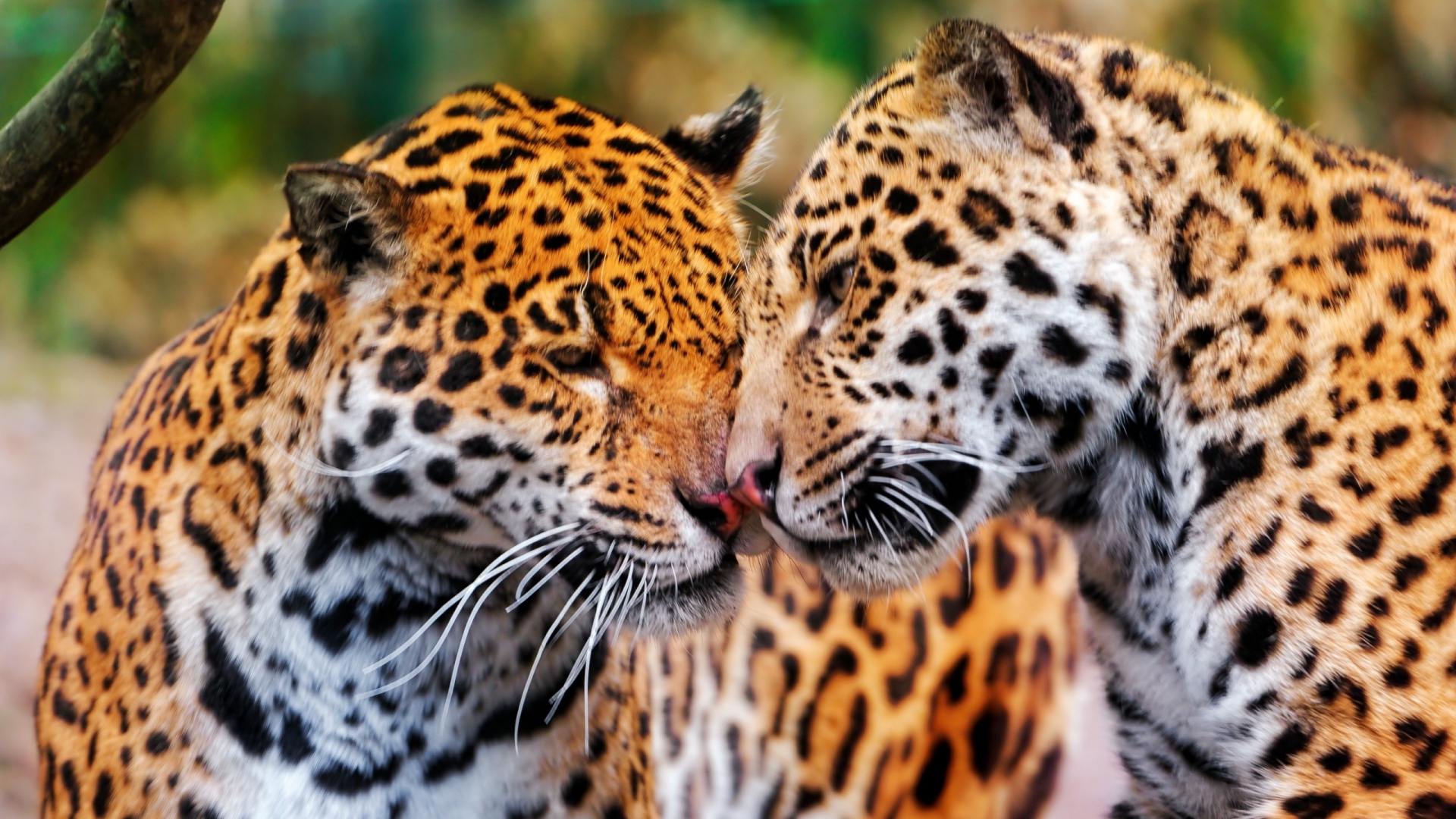 Cute Jaguar Wallpapers