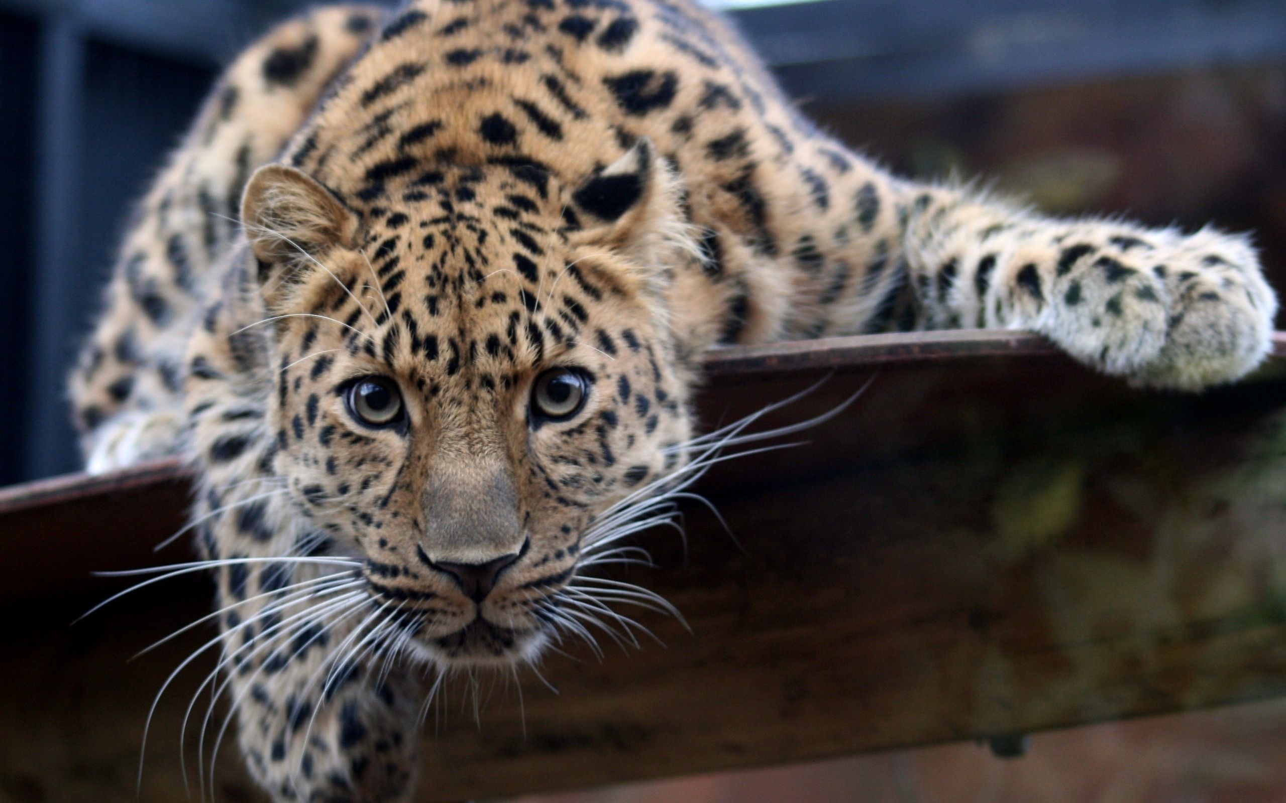 Cute Jaguar Wallpapers