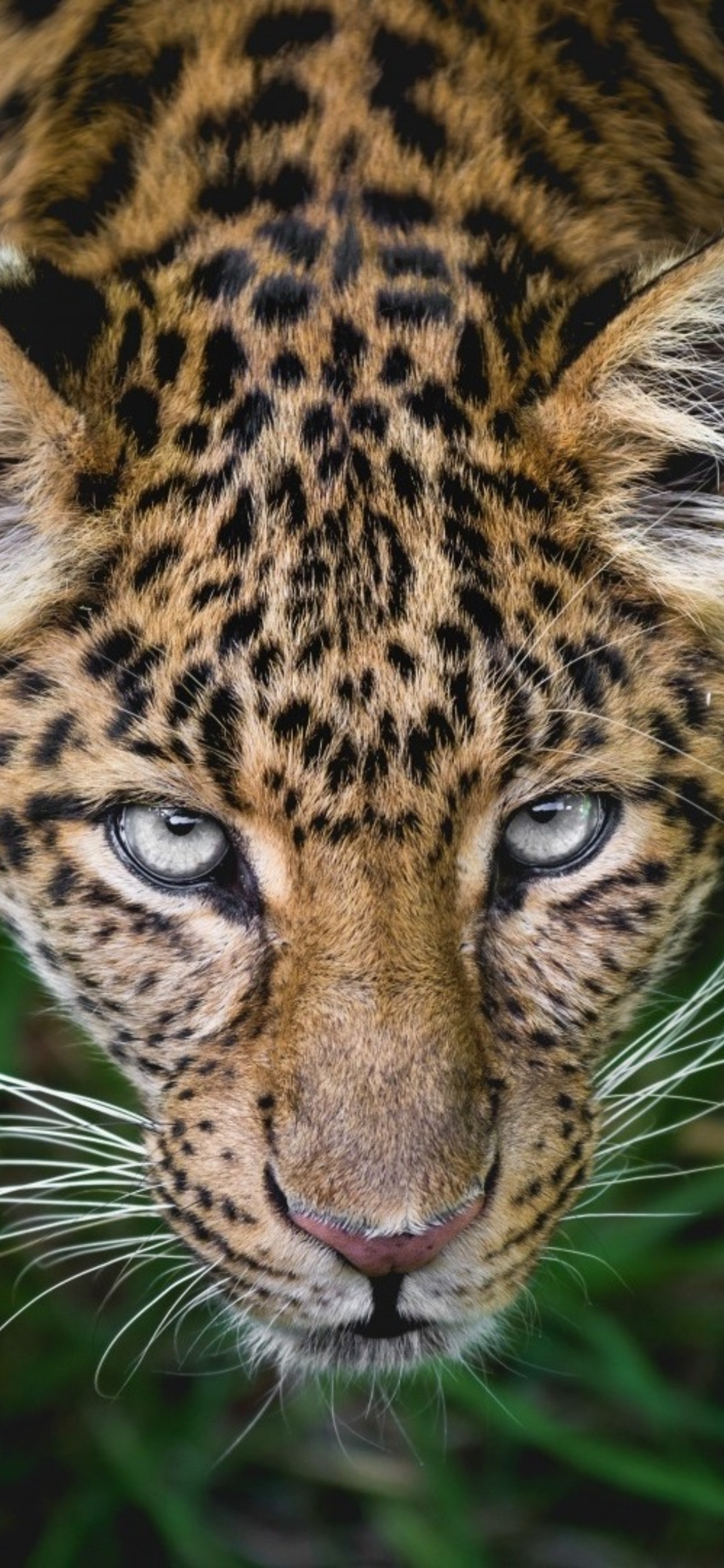 Cute Jaguar Wallpapers