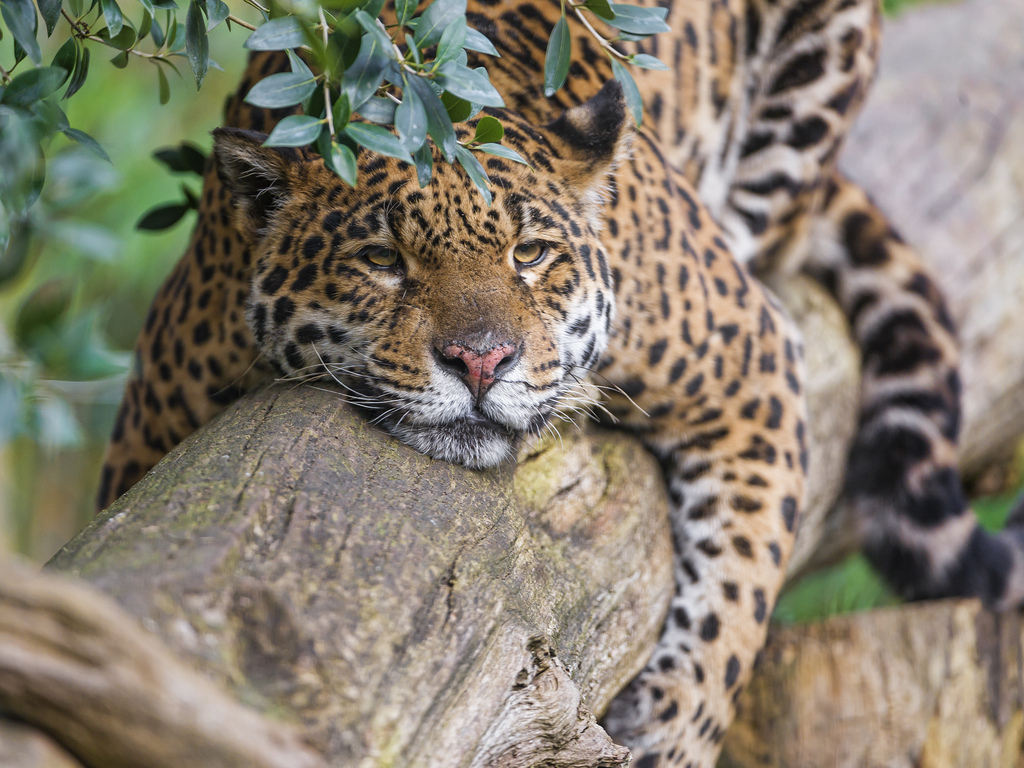 Cute Jaguar Wallpapers