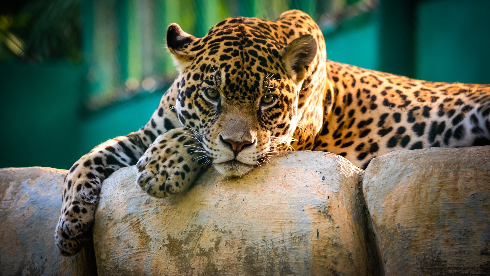 Cute Jaguar Wallpapers