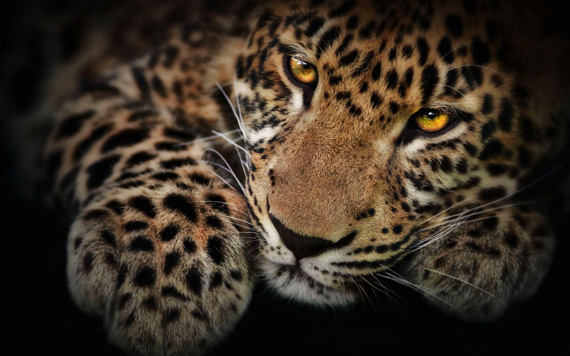 Cute Jaguar Wallpapers