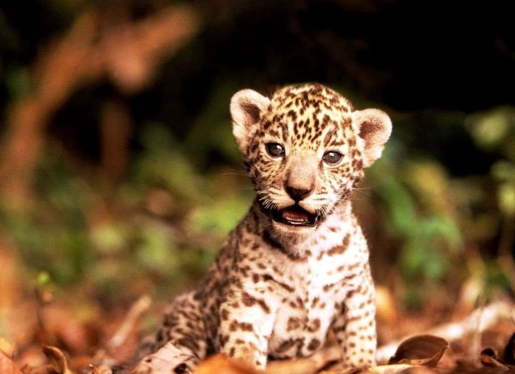 Cute Jaguar Wallpapers