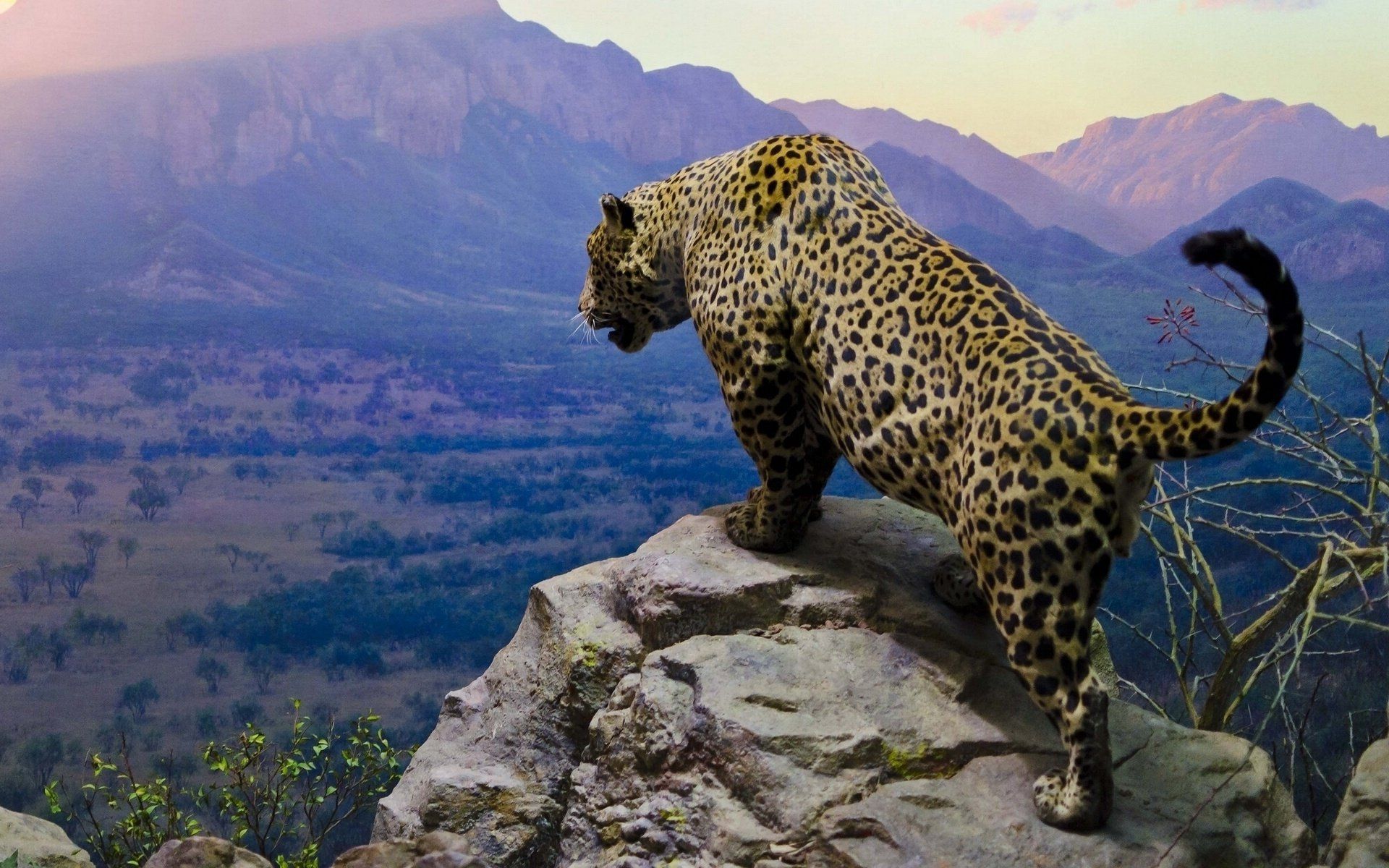 Cute Jaguar Wallpapers