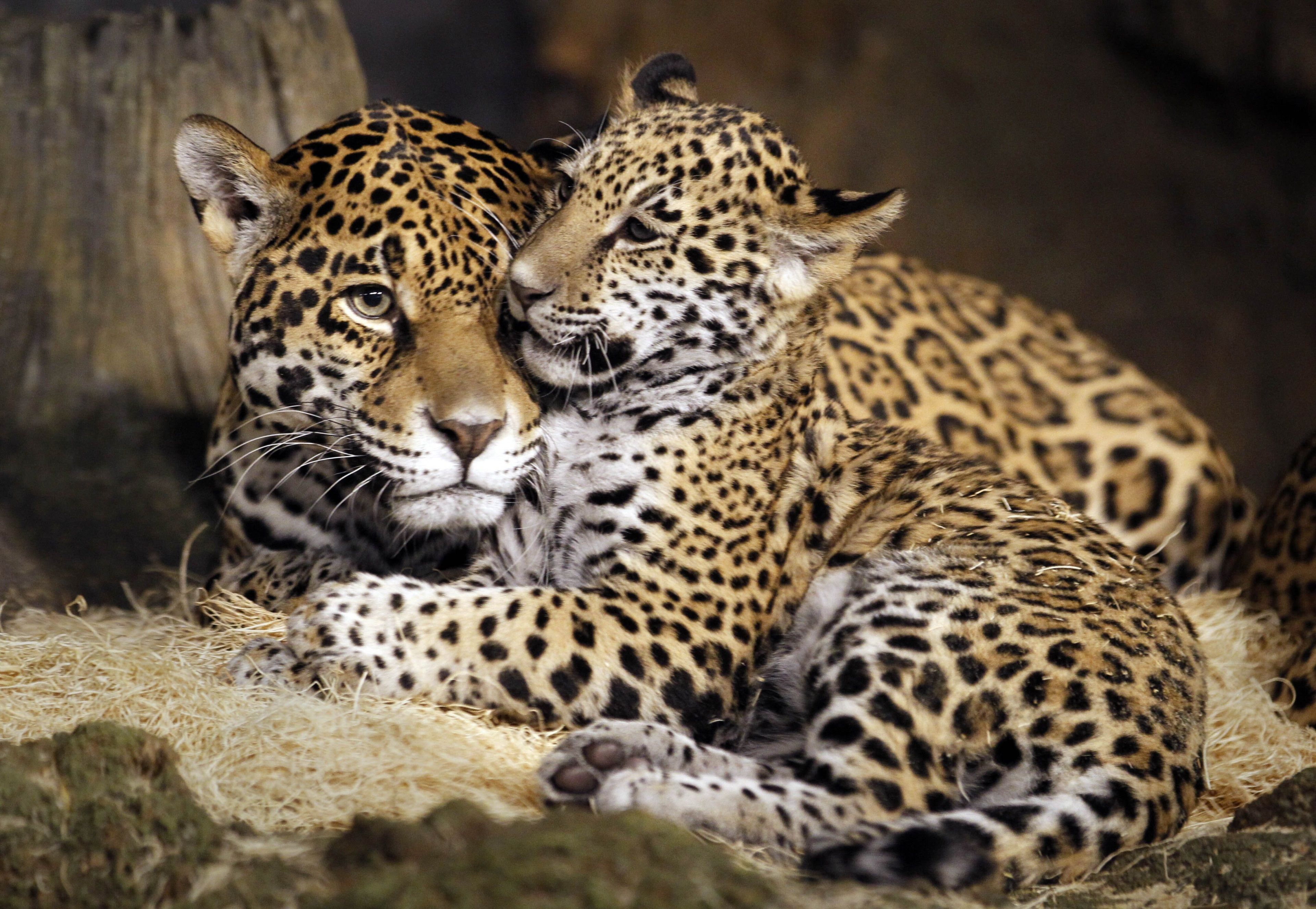 Cute Jaguar Wallpapers