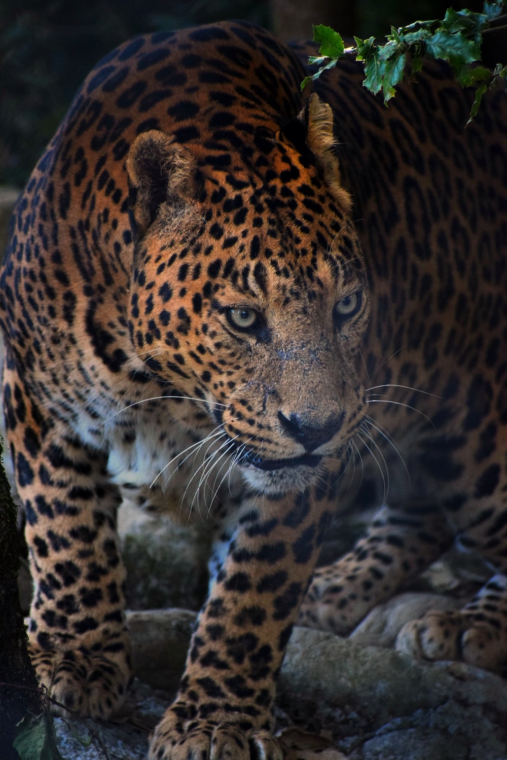 Cute Jaguar Wallpapers