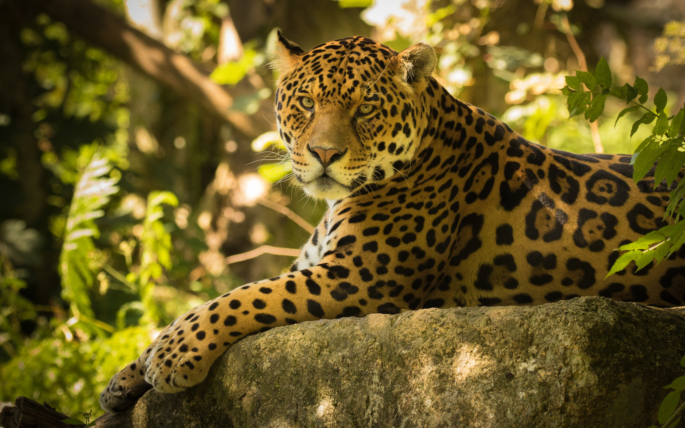 Cute Jaguar Wallpapers