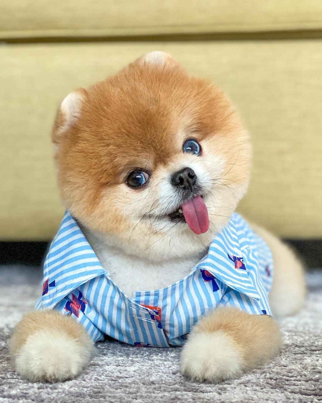 Cute Jiffpom Wallpapers