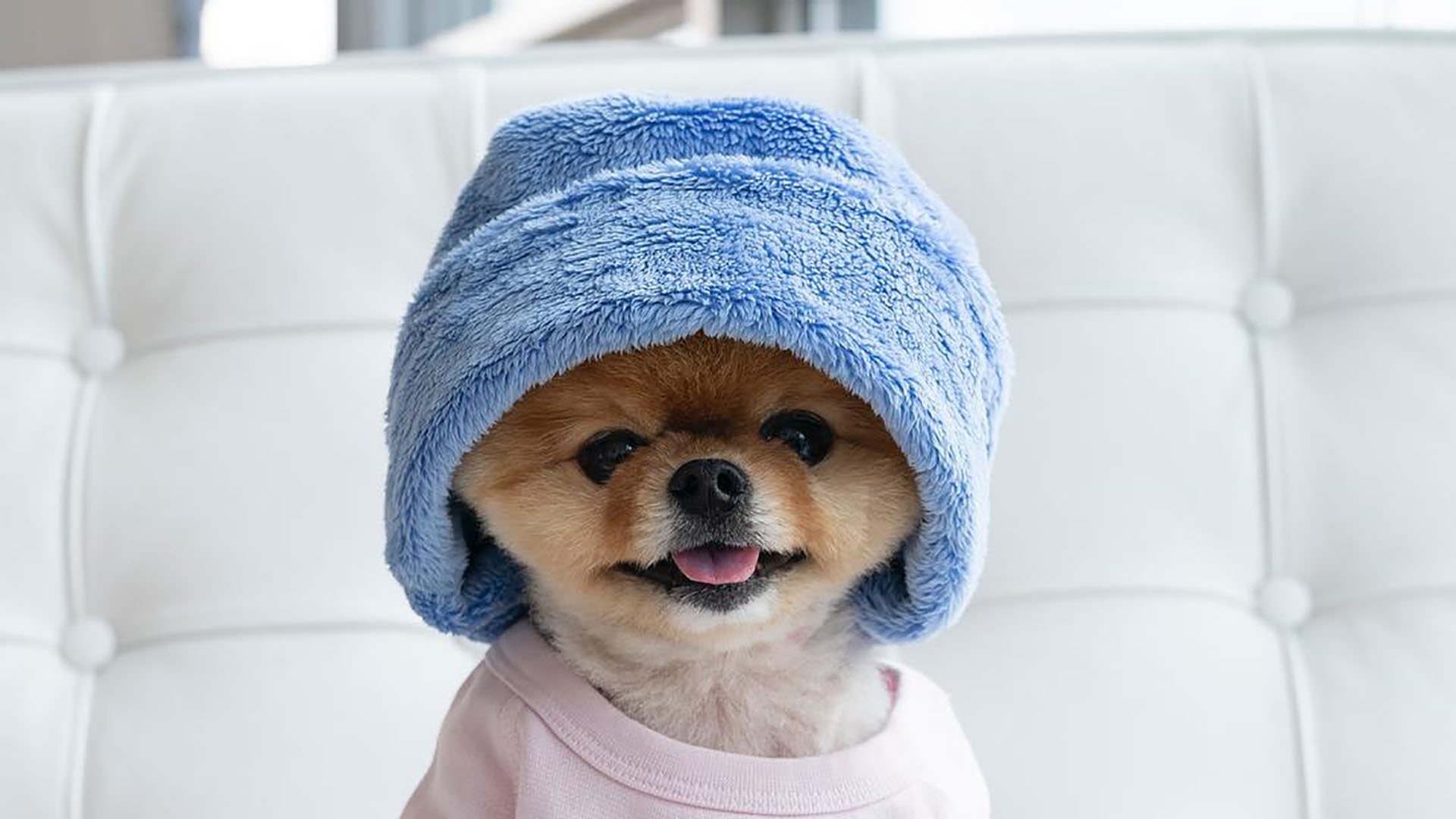 Cute Jiffpom Wallpapers