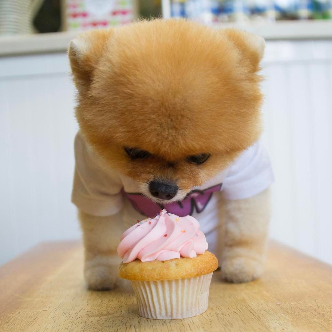 Cute Jiffpom Wallpapers