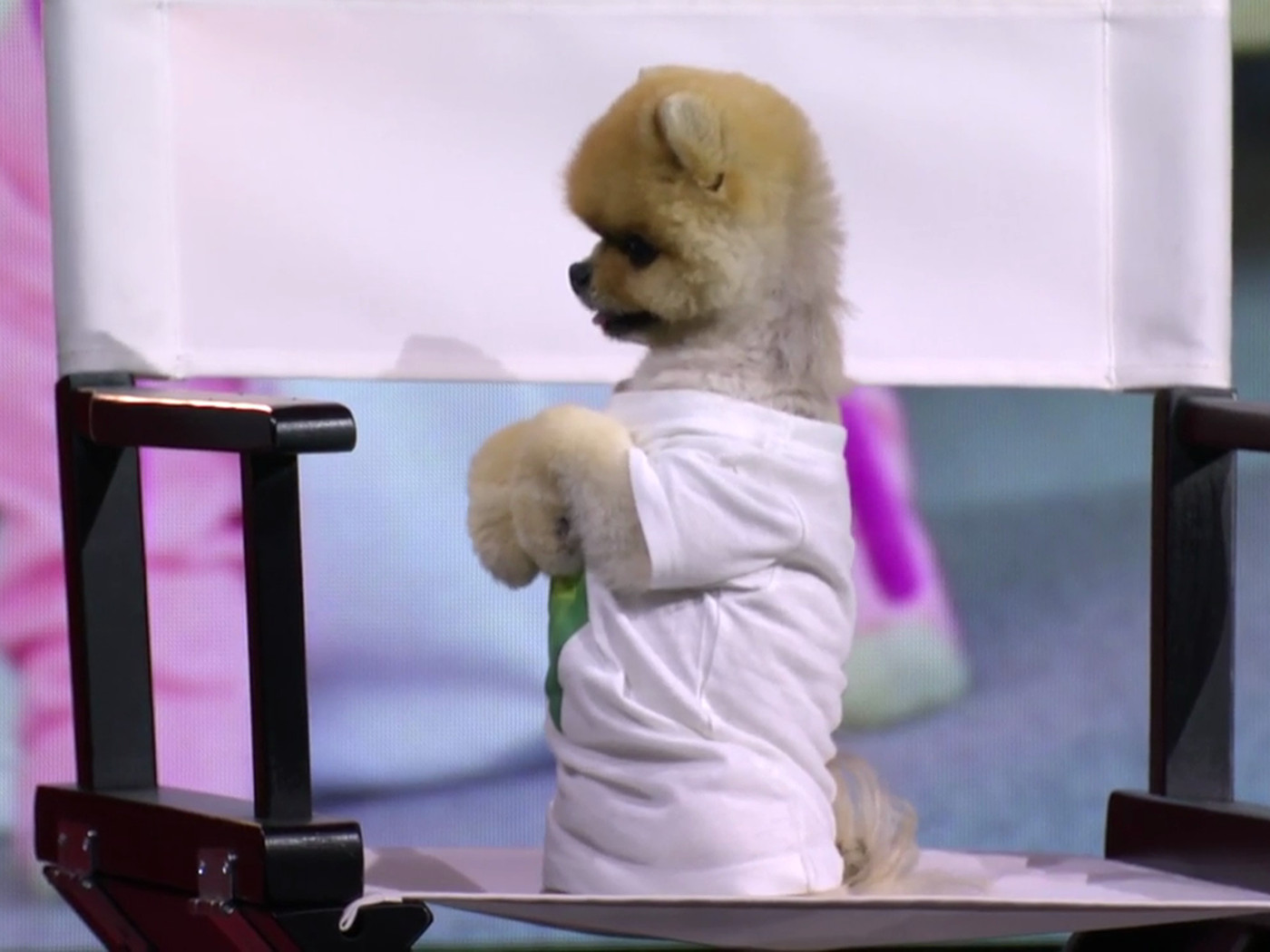 Cute Jiffpom Wallpapers