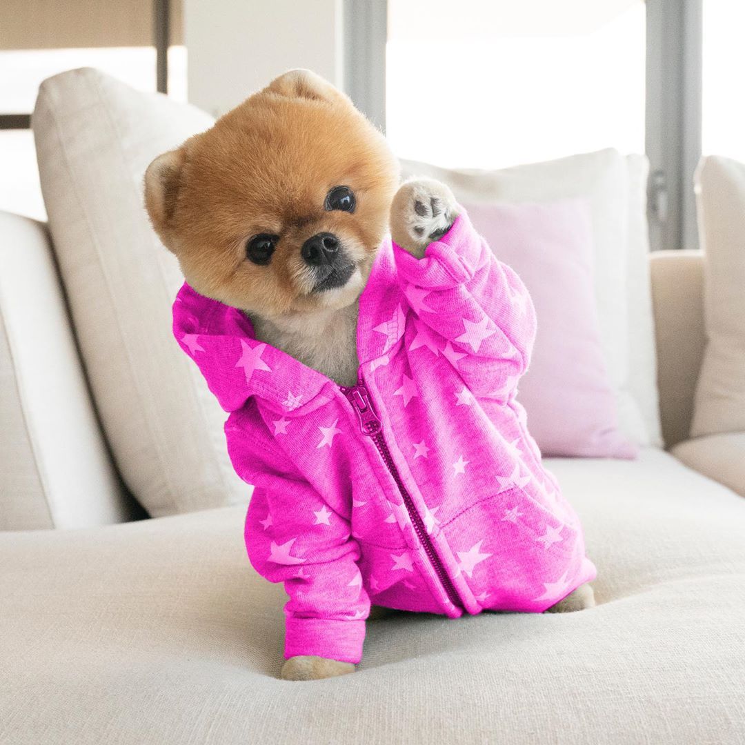 Cute Jiffpom Wallpapers