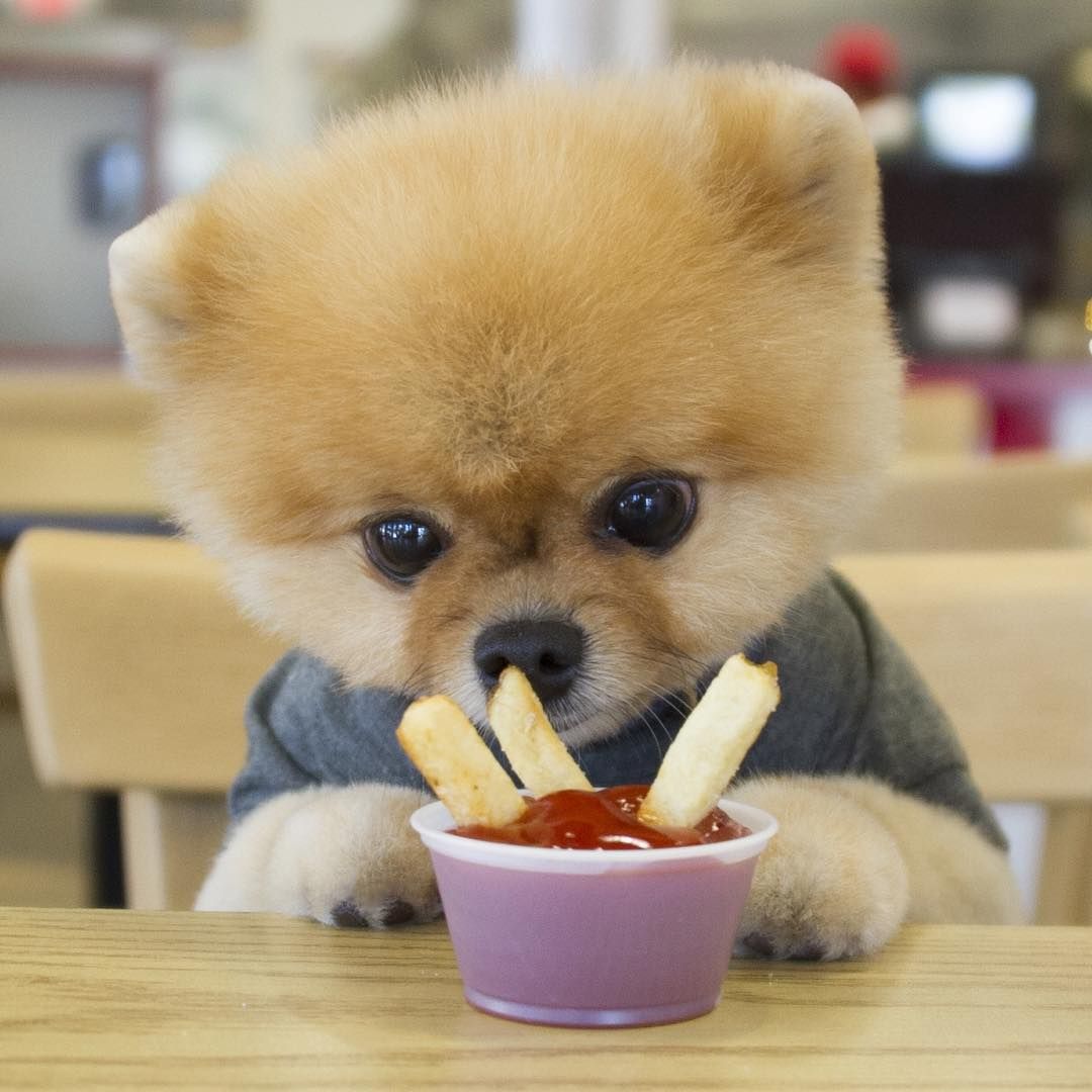 Cute Jiffpom Wallpapers