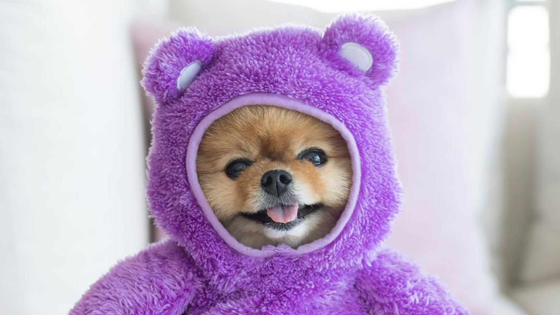 Cute Jiffpom Wallpapers