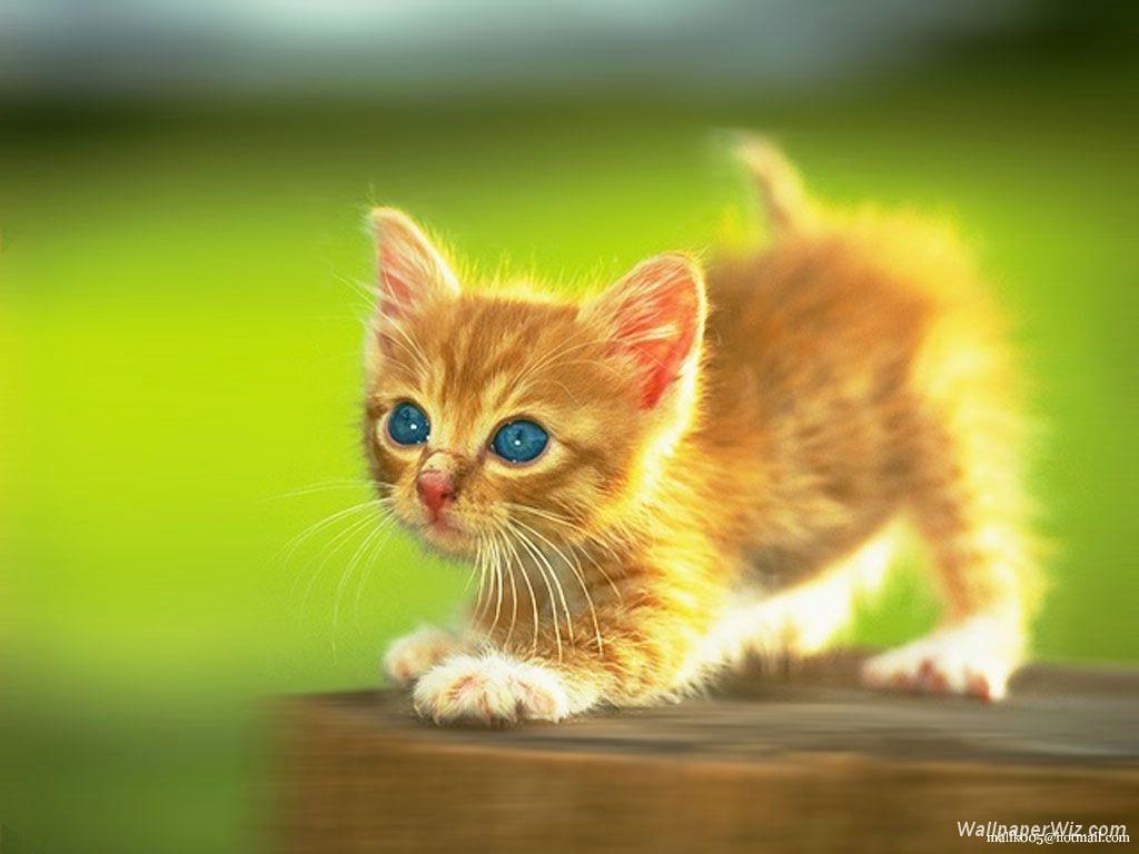 Cute Kitten Desktop Wallpapers Wallpapers